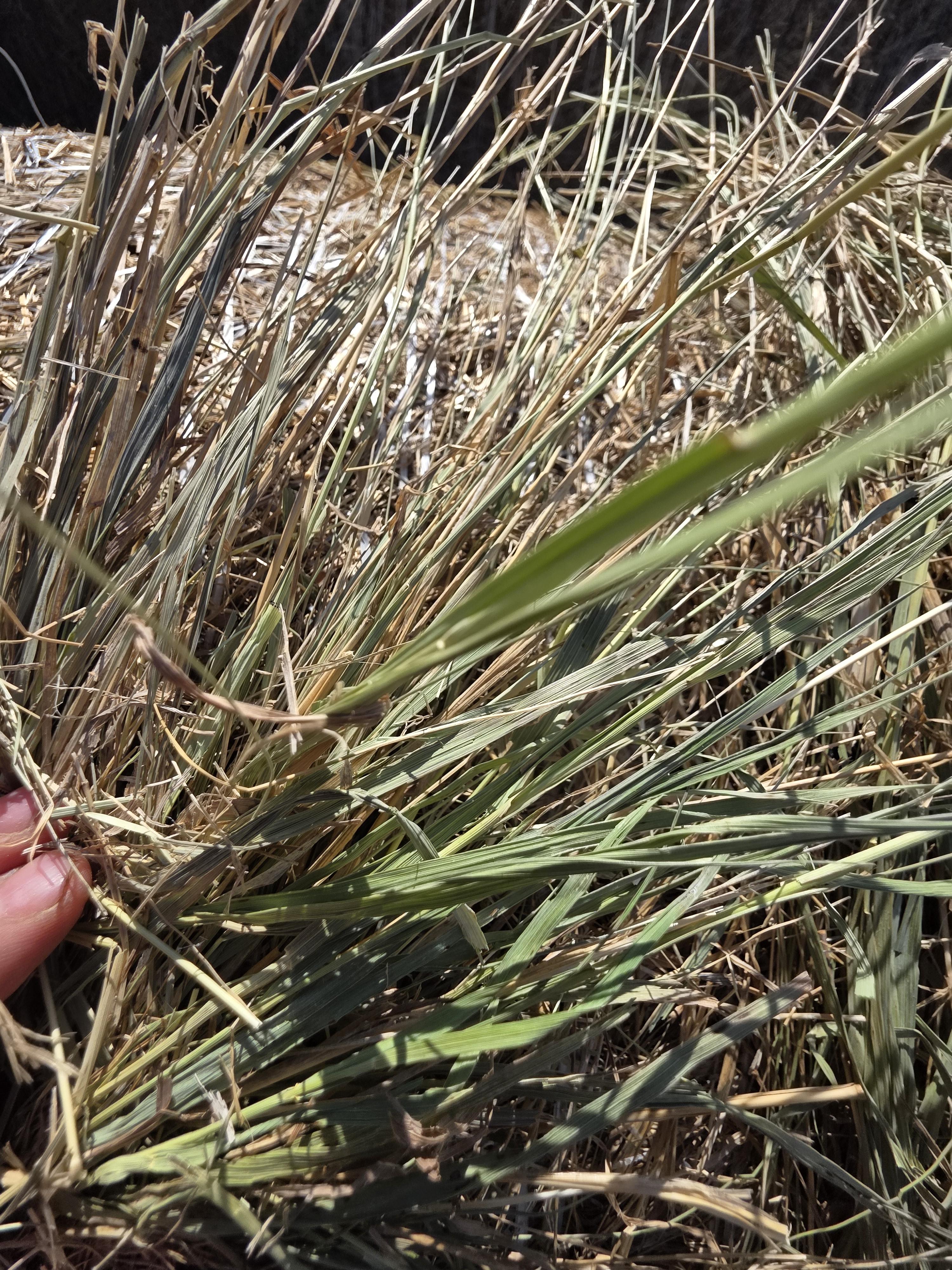 TD002 Brome Rounds – Image 4