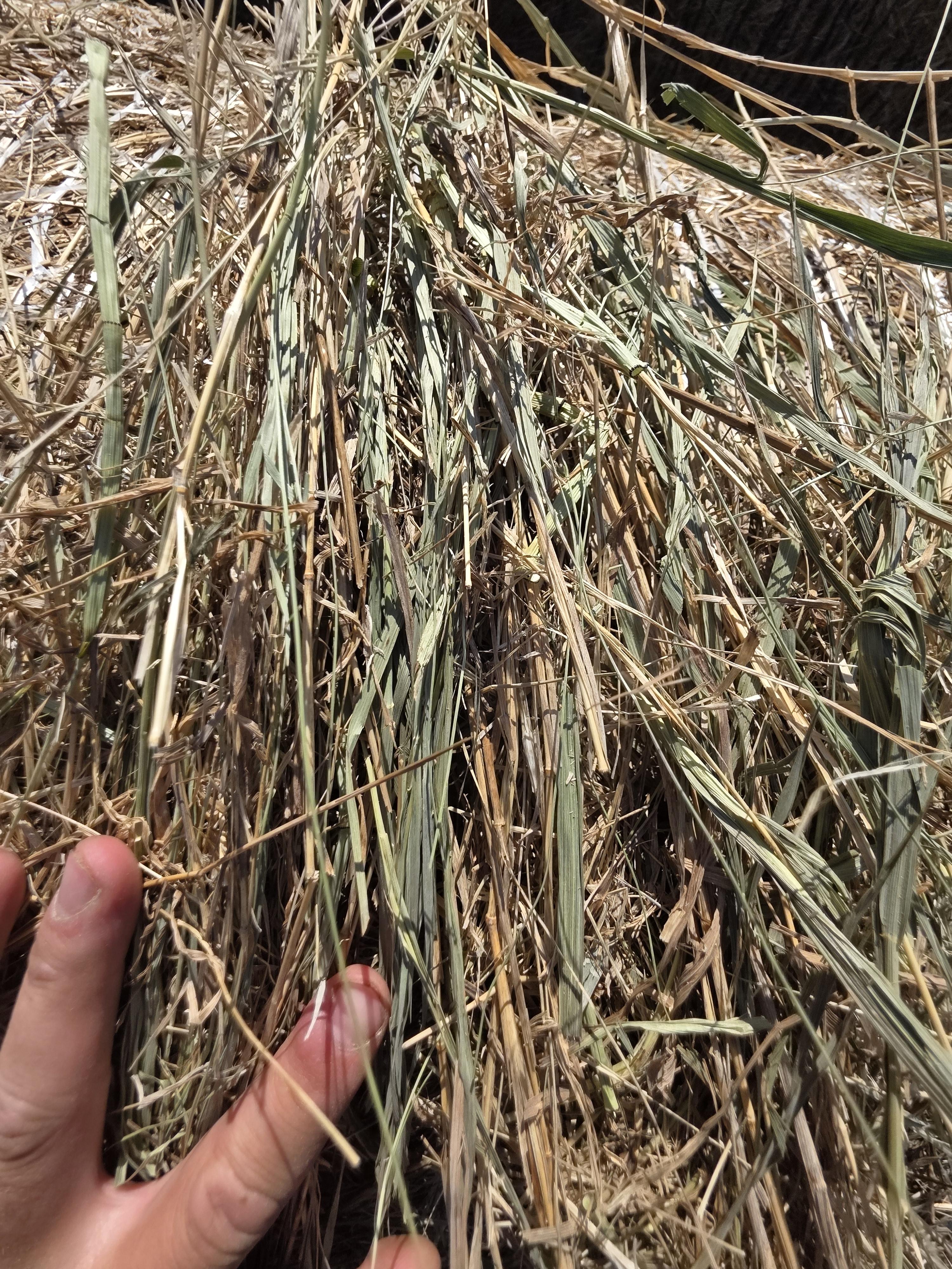 TD002 Brome Rounds – Image 3
