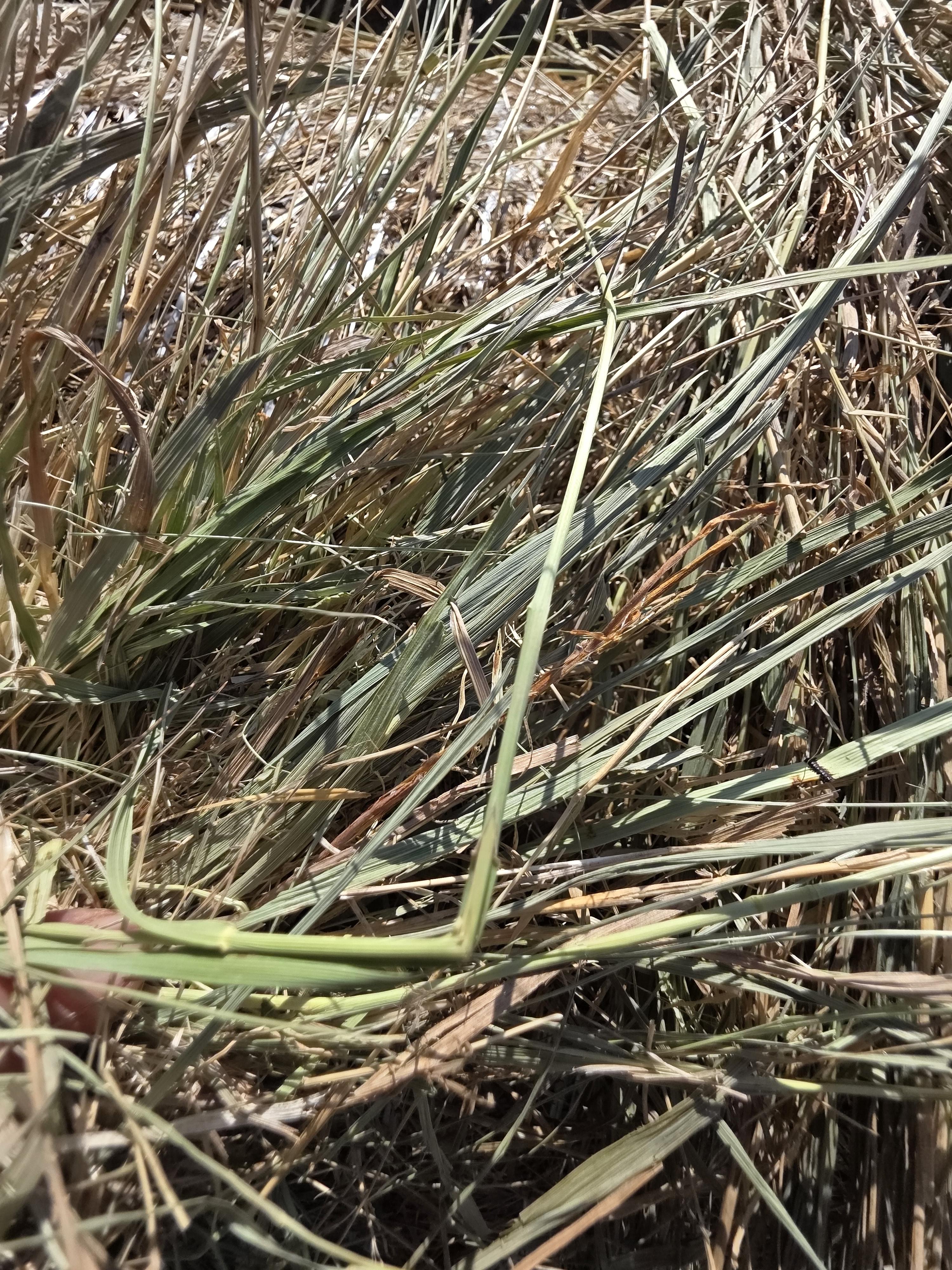 TD002 Brome Rounds – Image 5