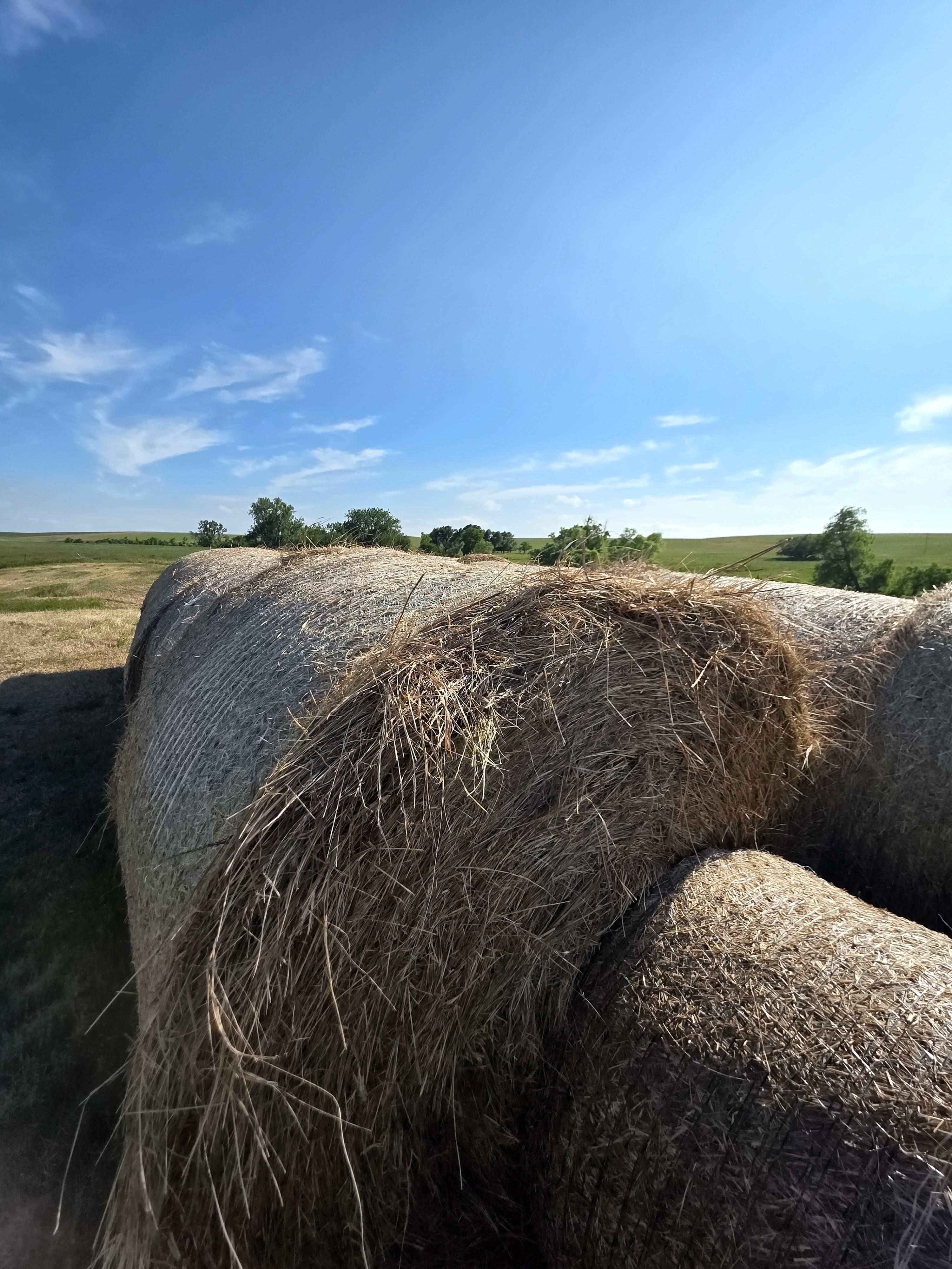 TD002 Brome Rounds – Image 6