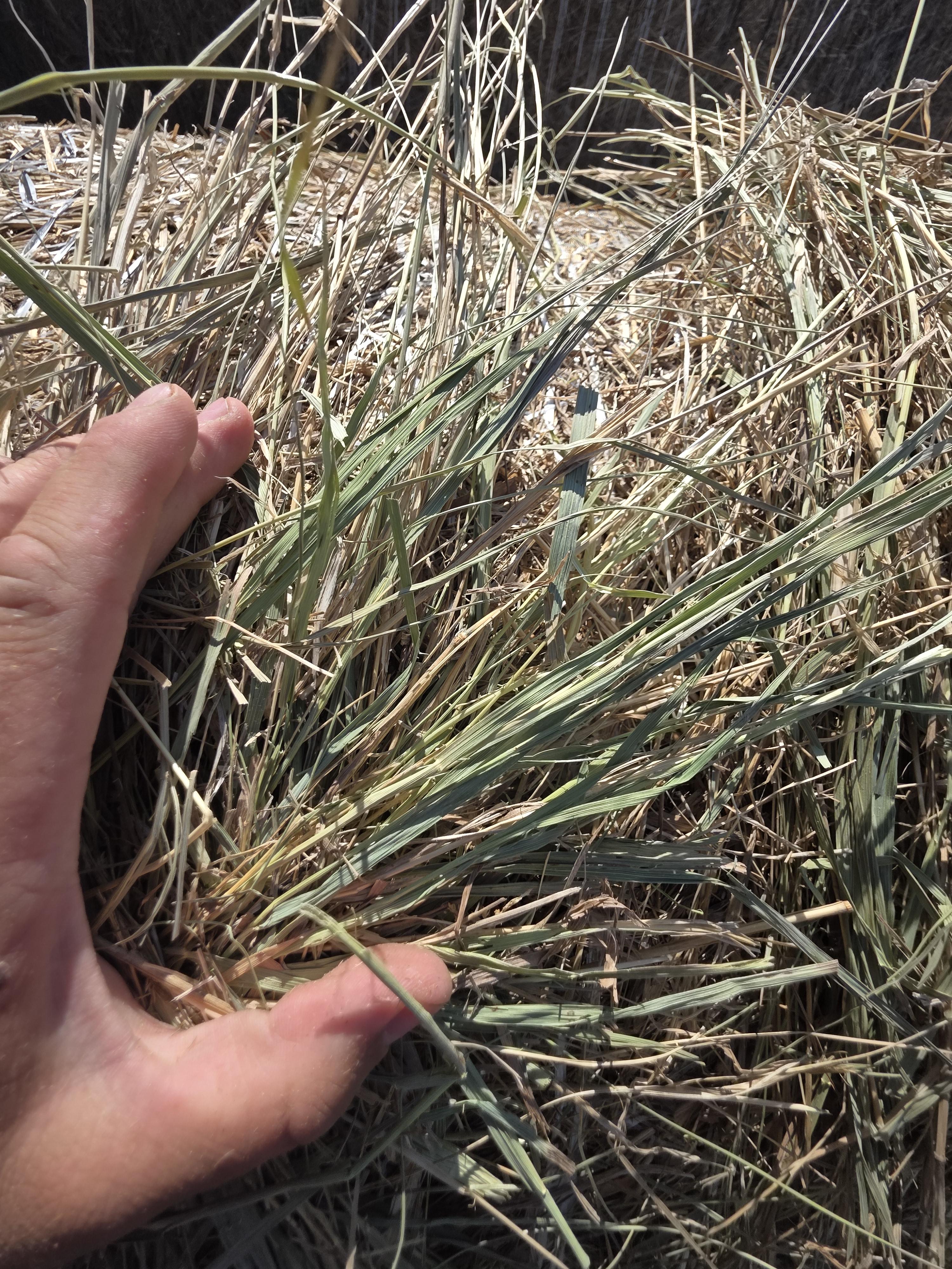 TD002 Brome Rounds – Image 7