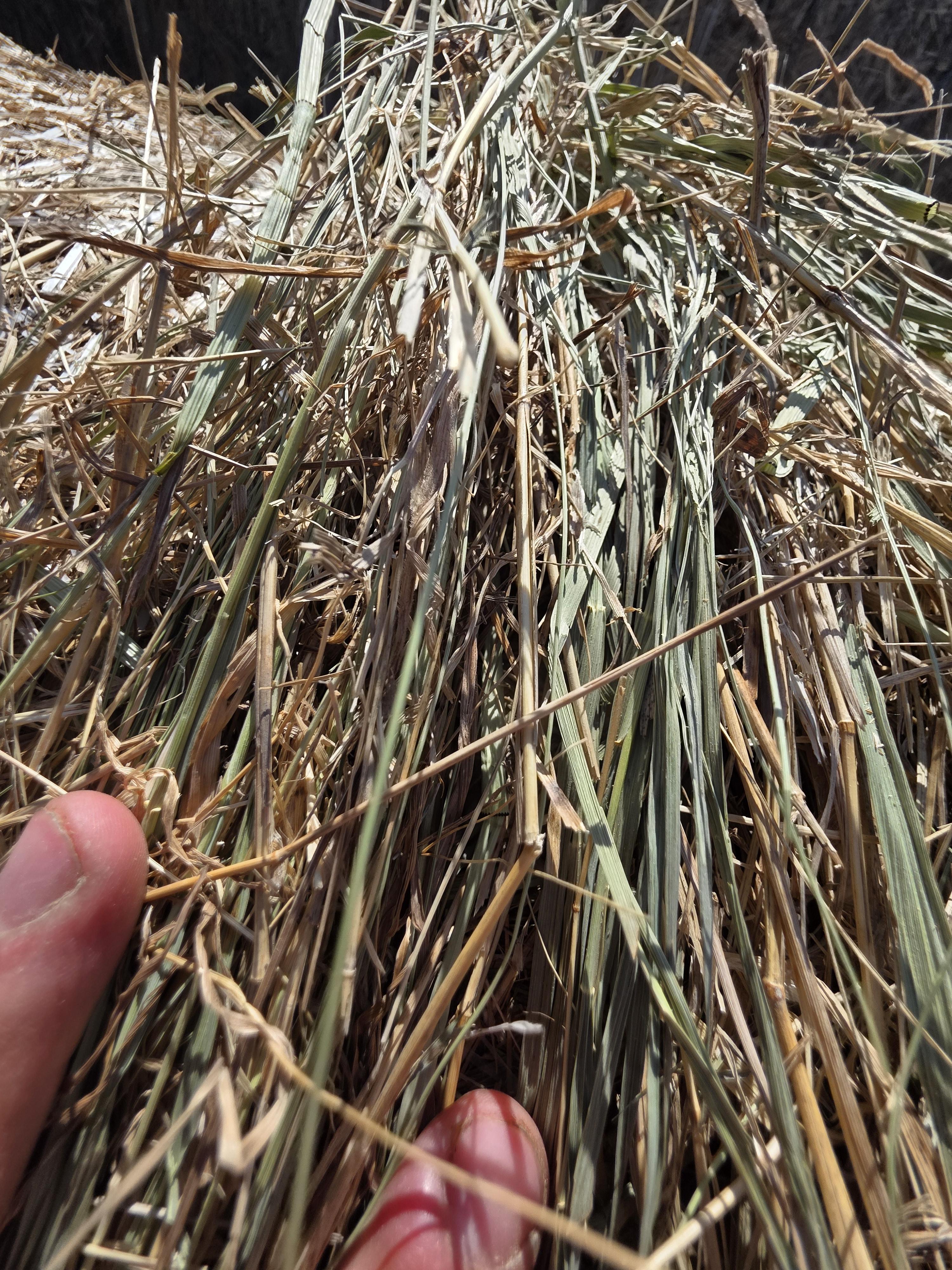 TD002 Brome Rounds – Image 2