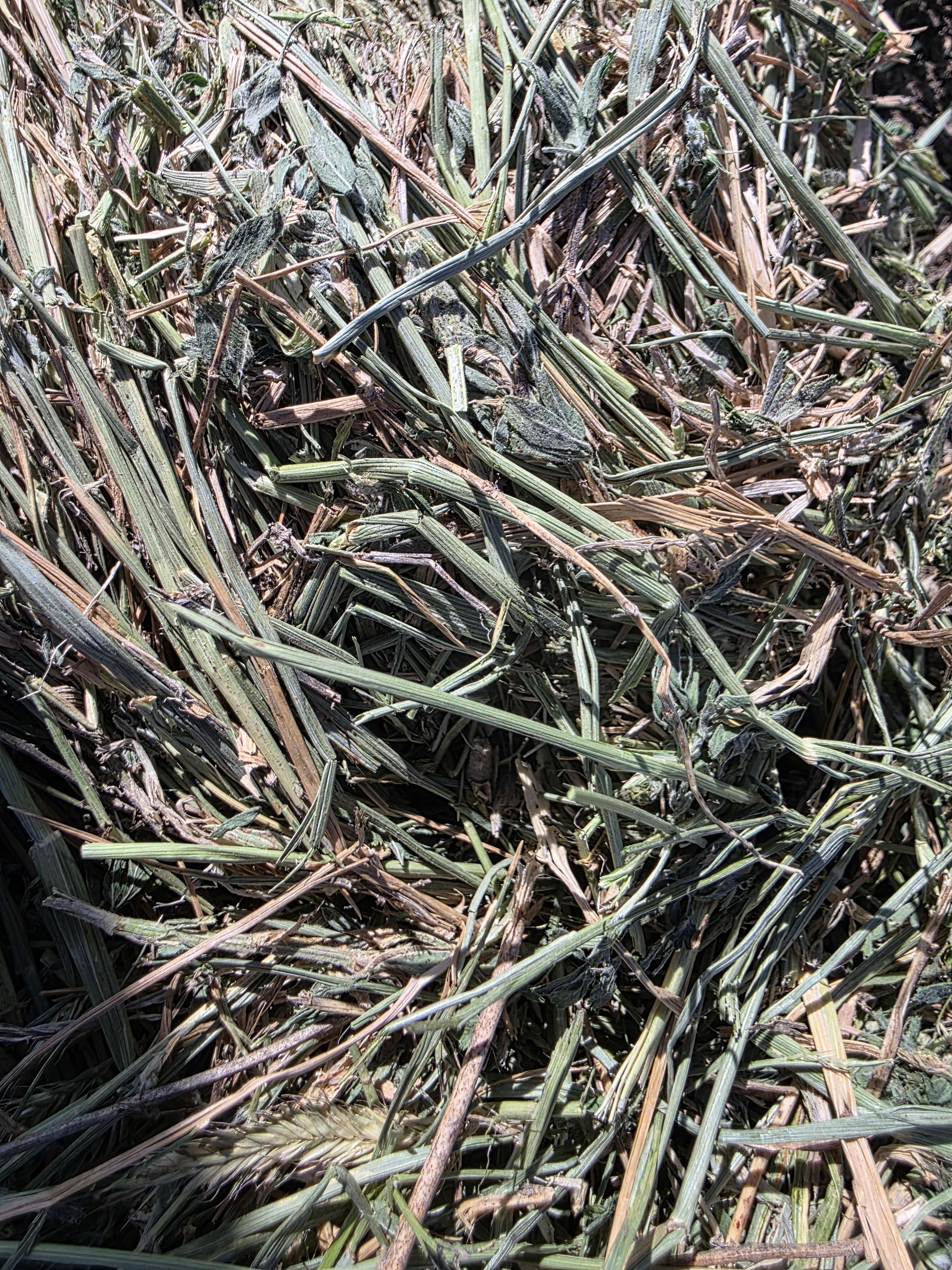 003TD Horse Alfalfa/Grass Mix Rounds – Image 6