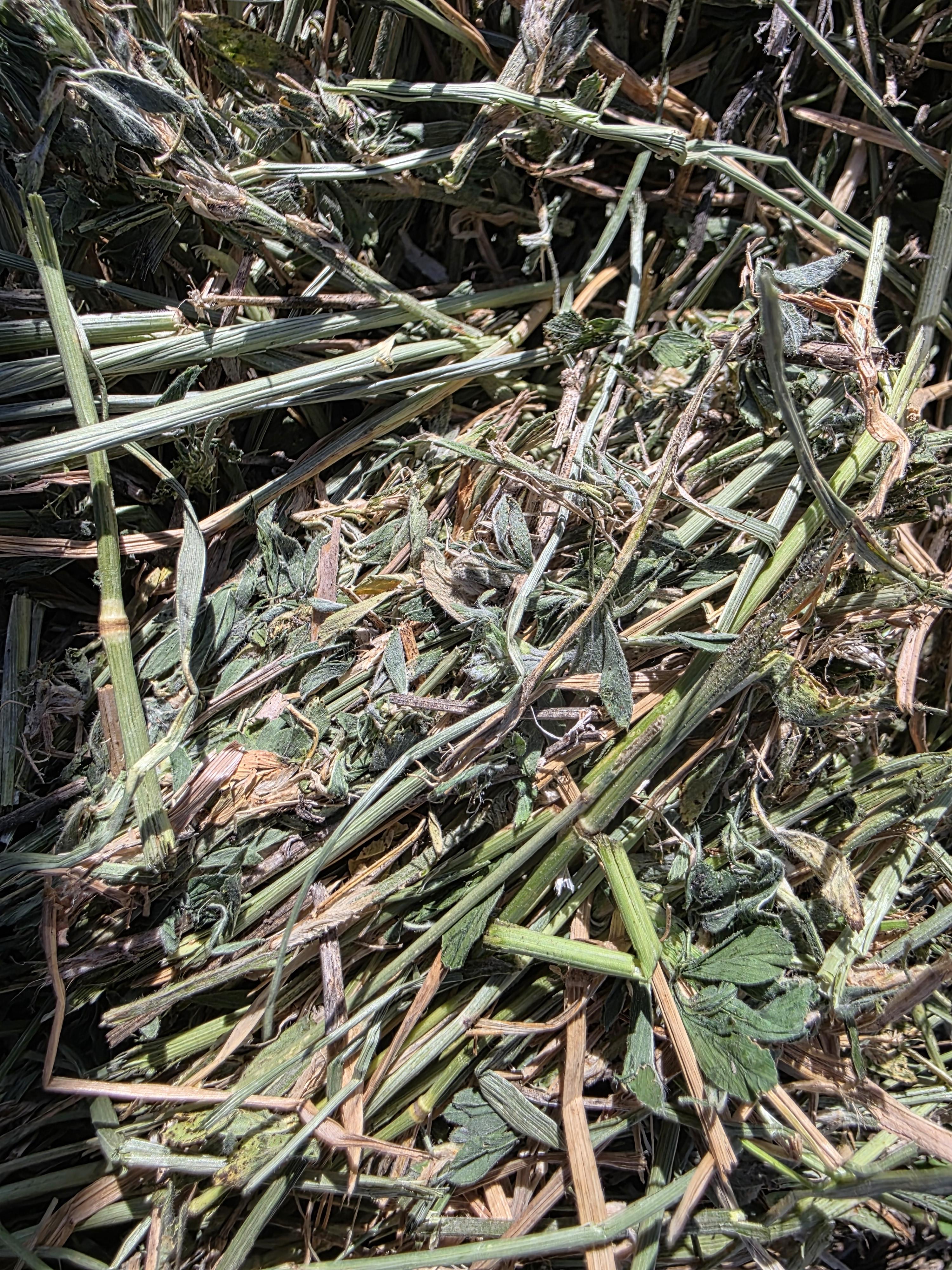 003TD Horse Alfalfa/Grass Mix Rounds – Image 5