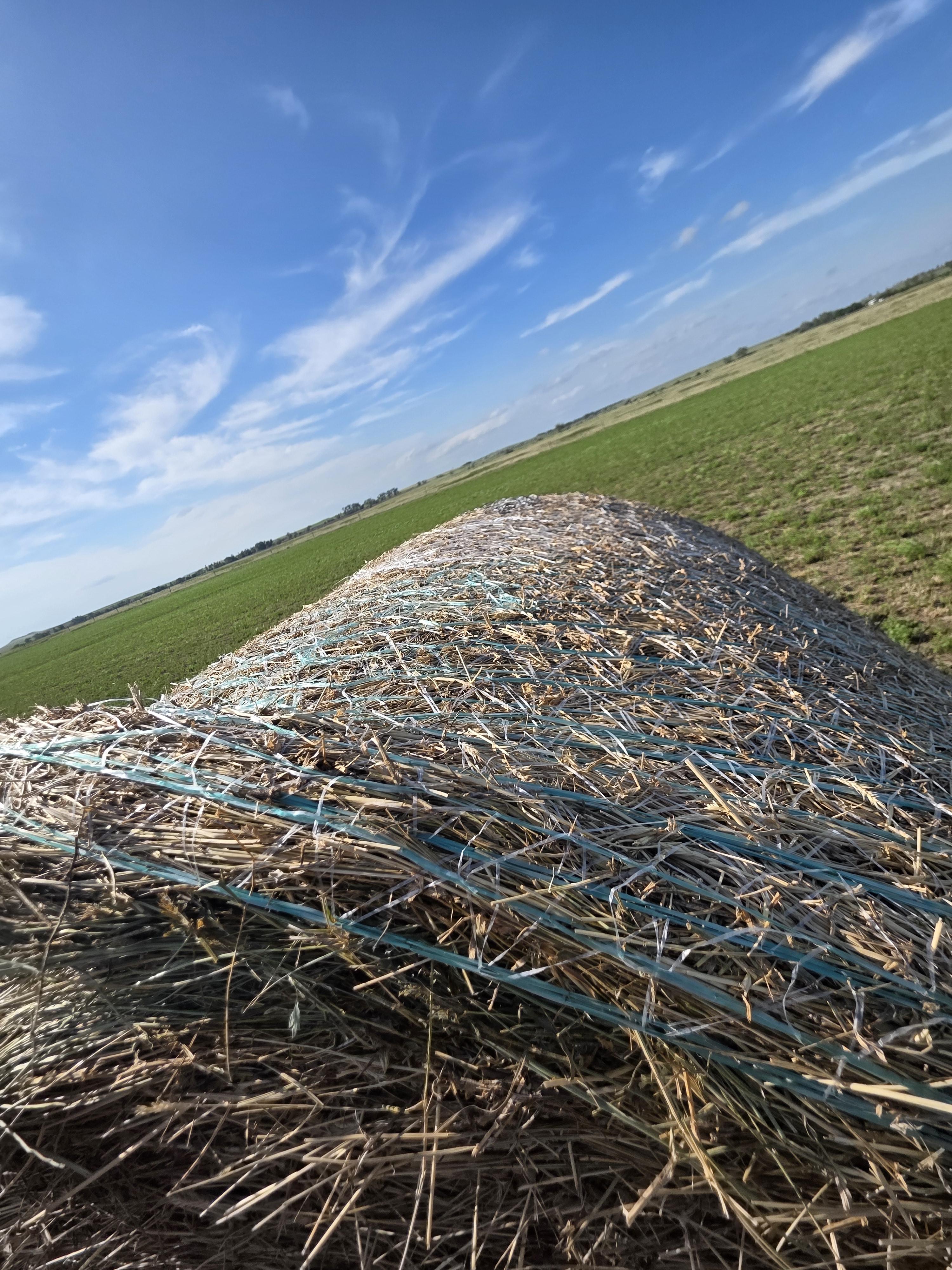 003TD Horse Alfalfa/Grass Mix Rounds – Image 7