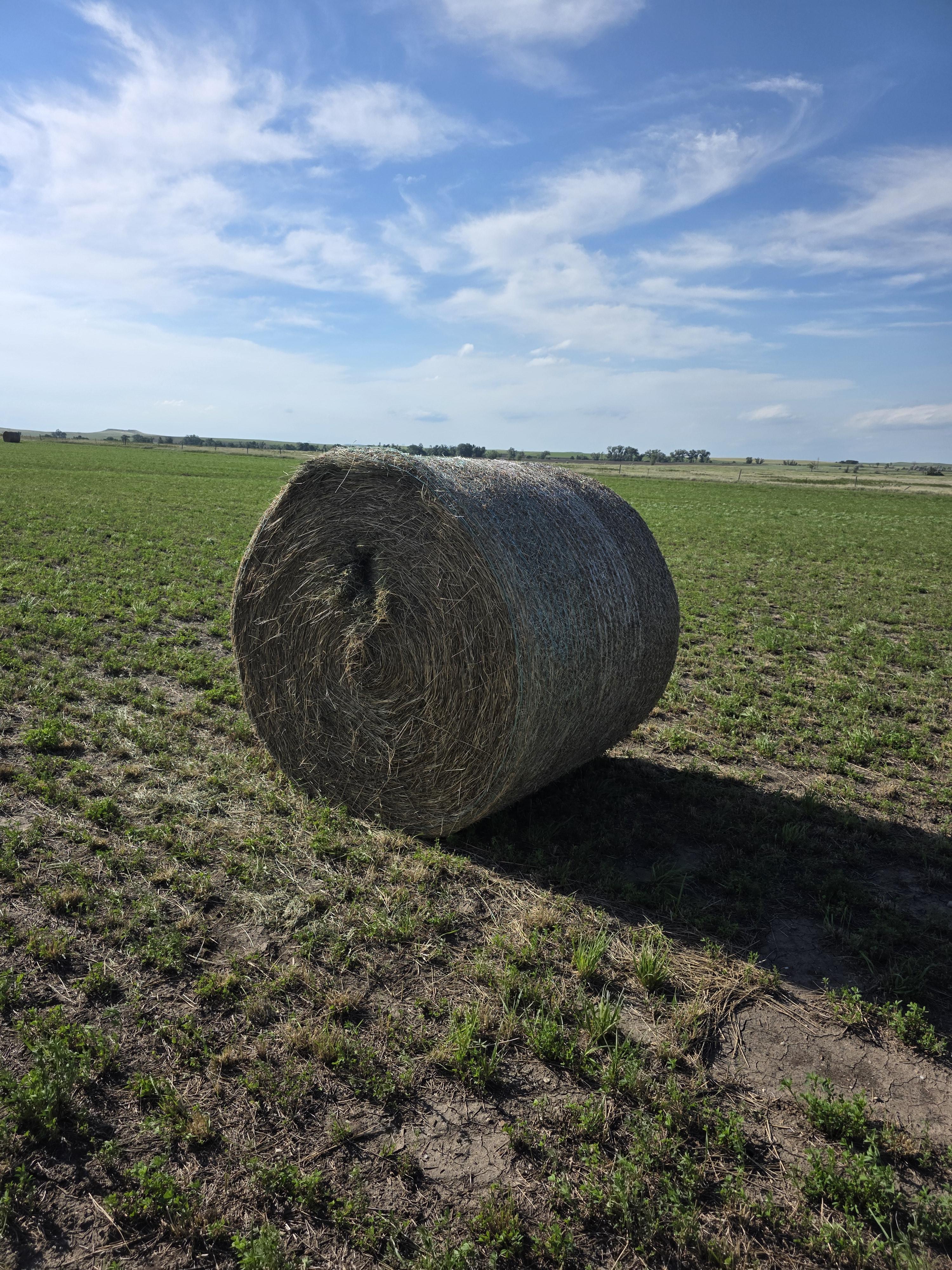 003TD Horse Alfalfa/Grass Mix Rounds – Image 4