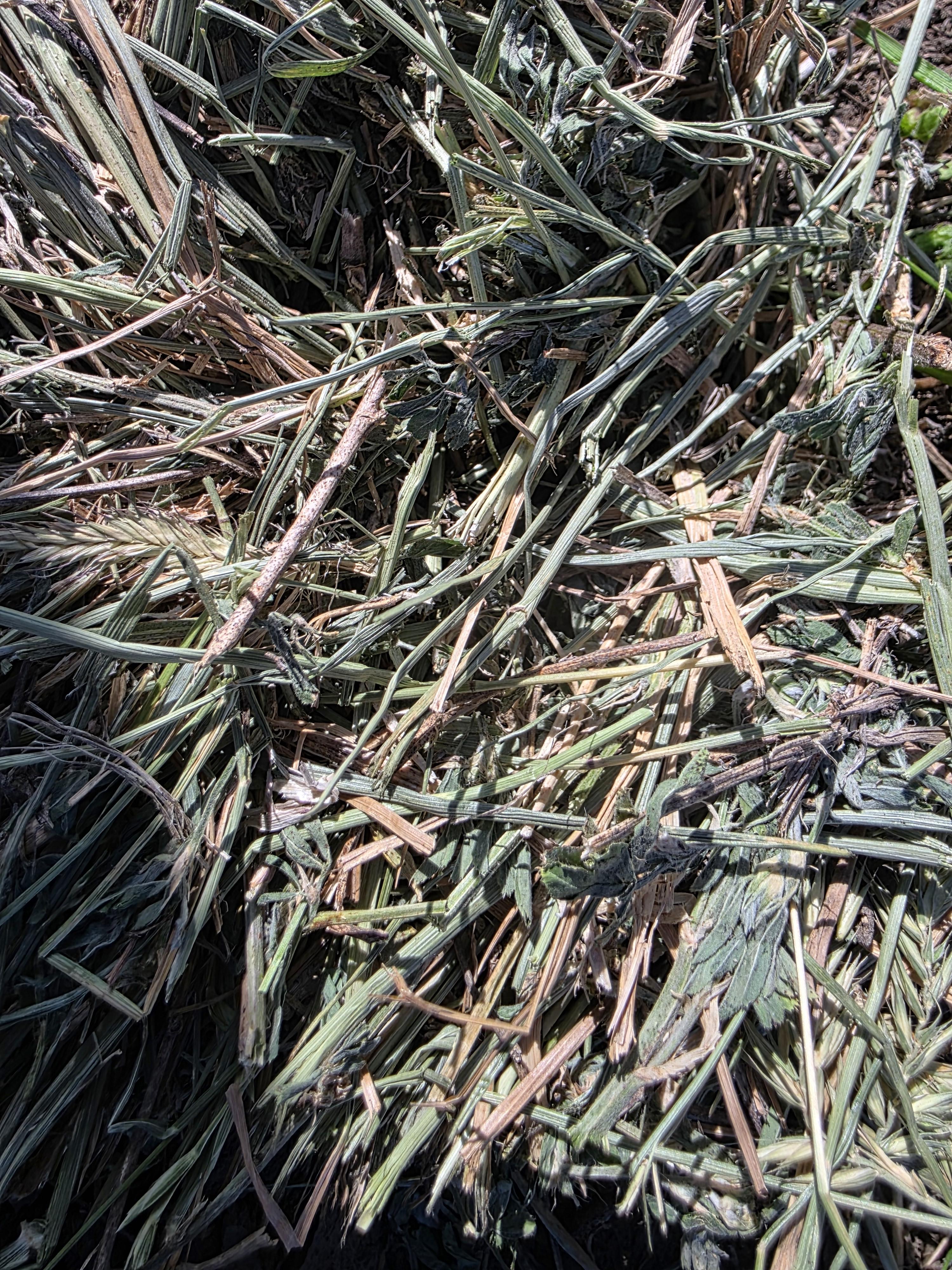 003TD Horse Alfalfa/Grass Mix Rounds – Image 8