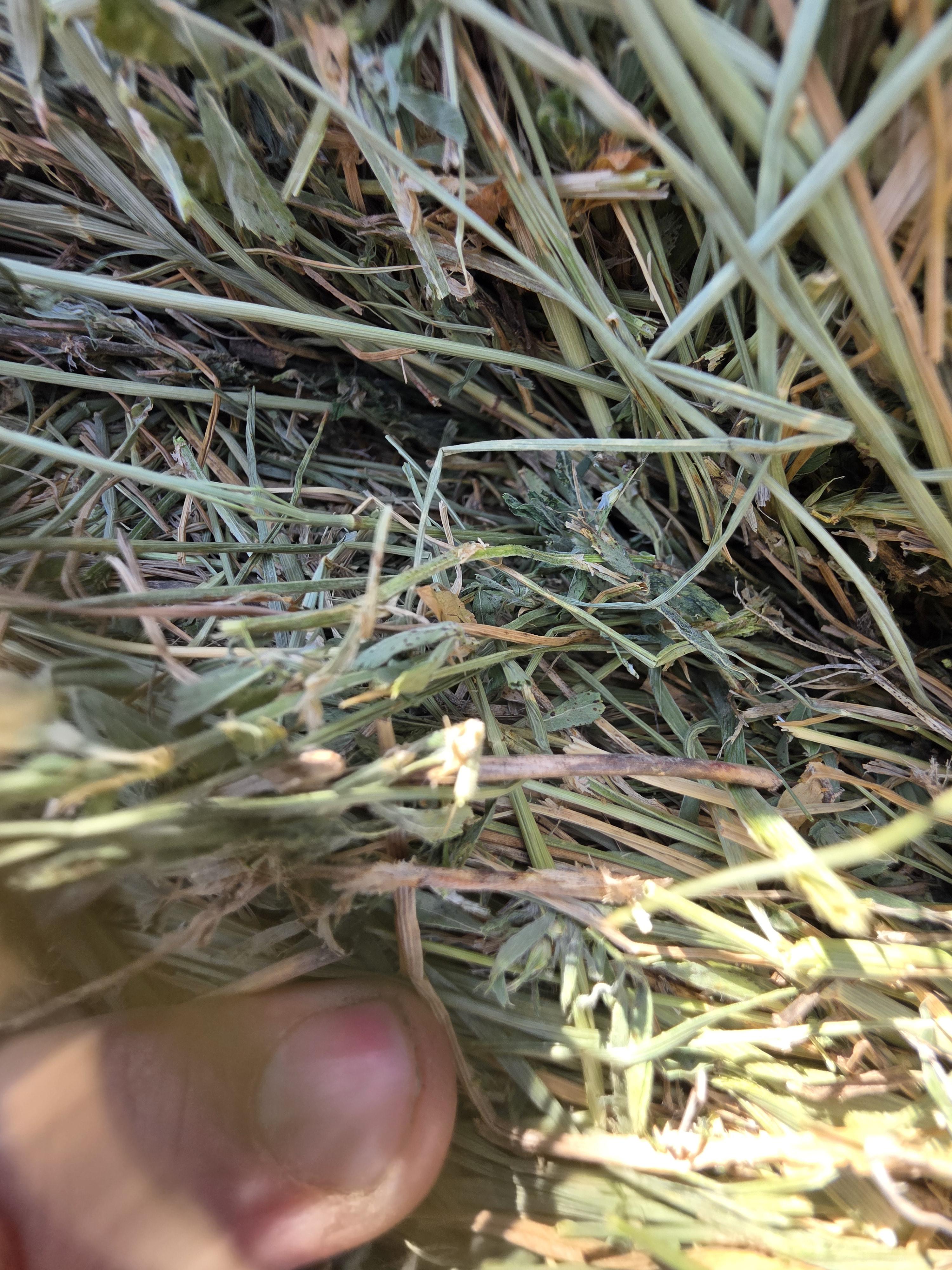 003TD Horse Alfalfa/Grass Mix Rounds – Image 2
