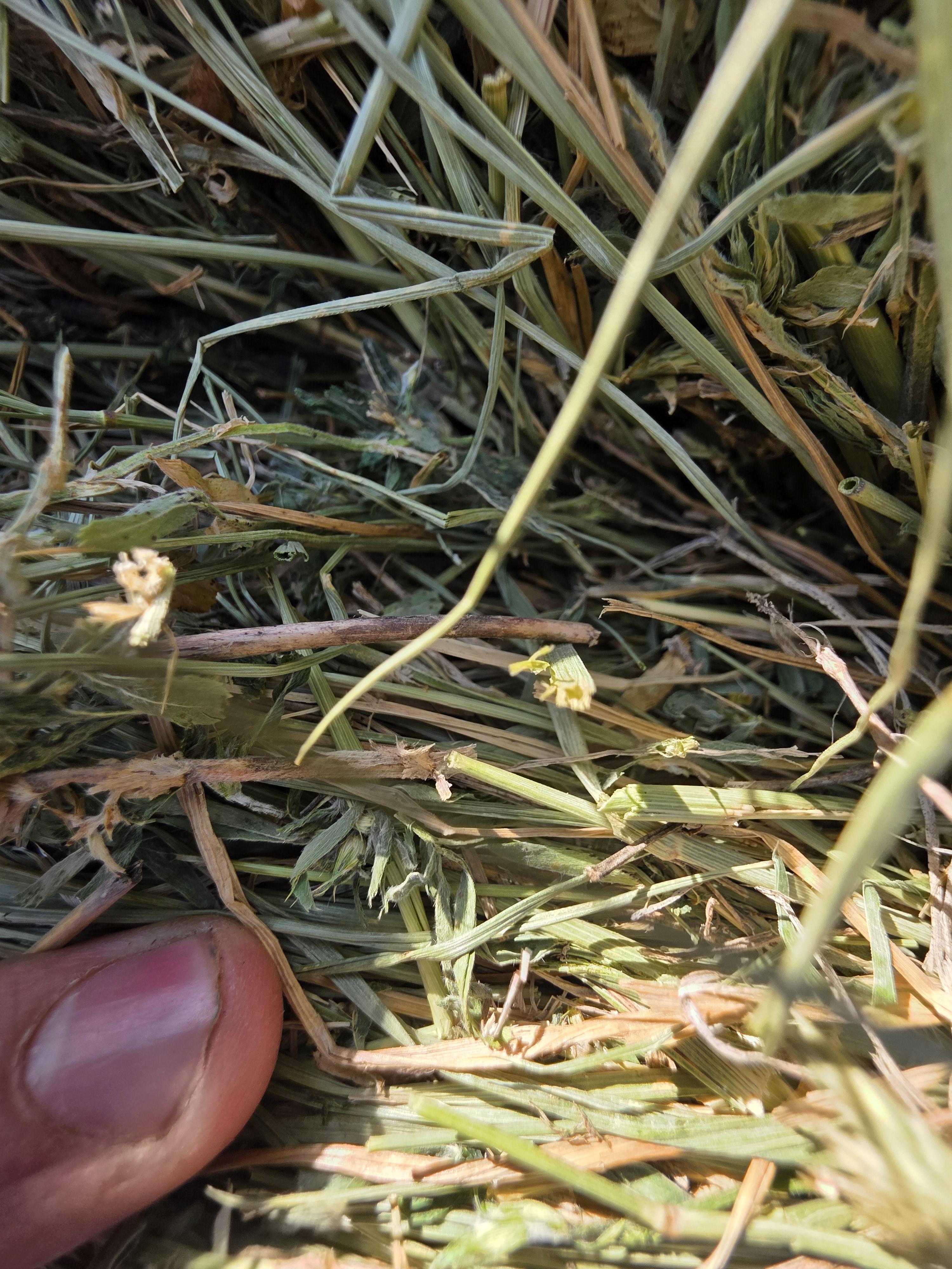 003TD Horse Alfalfa/Grass Mix Rounds – Image 3