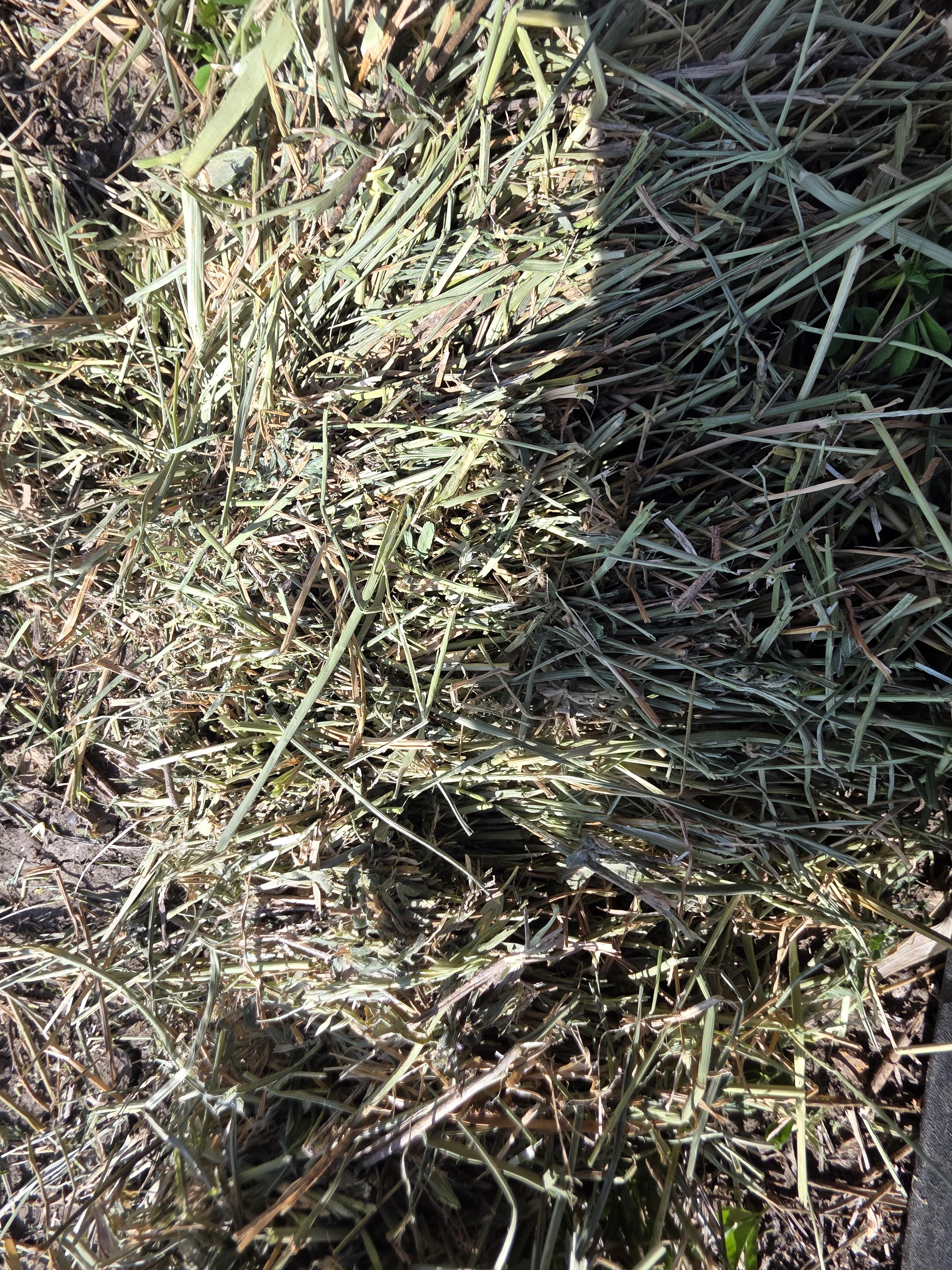 003TD Horse Alfalfa/Grass Mix Rounds – Image 1