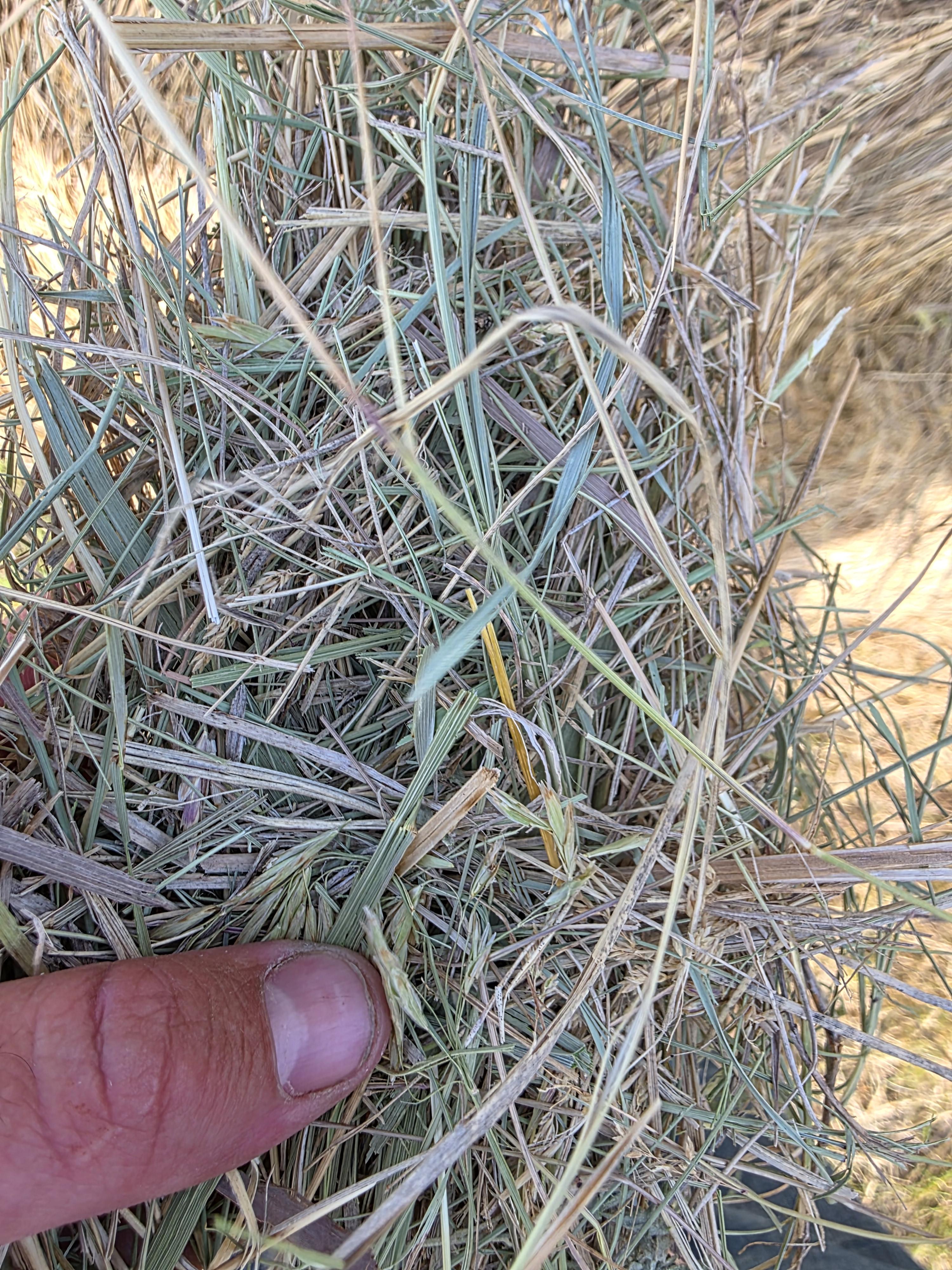 004TD Prairie Hay Rounds – Image 9