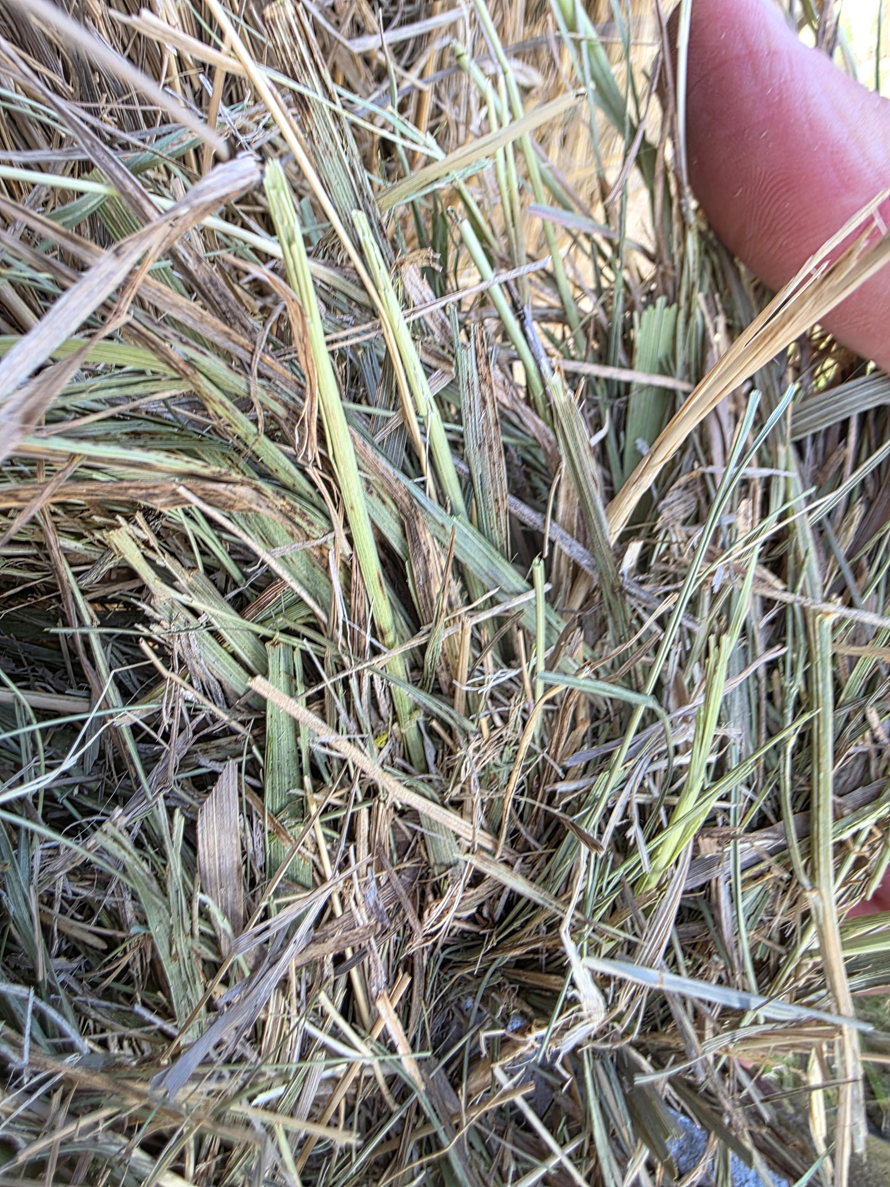 004TD Prairie Hay Rounds – Image 6