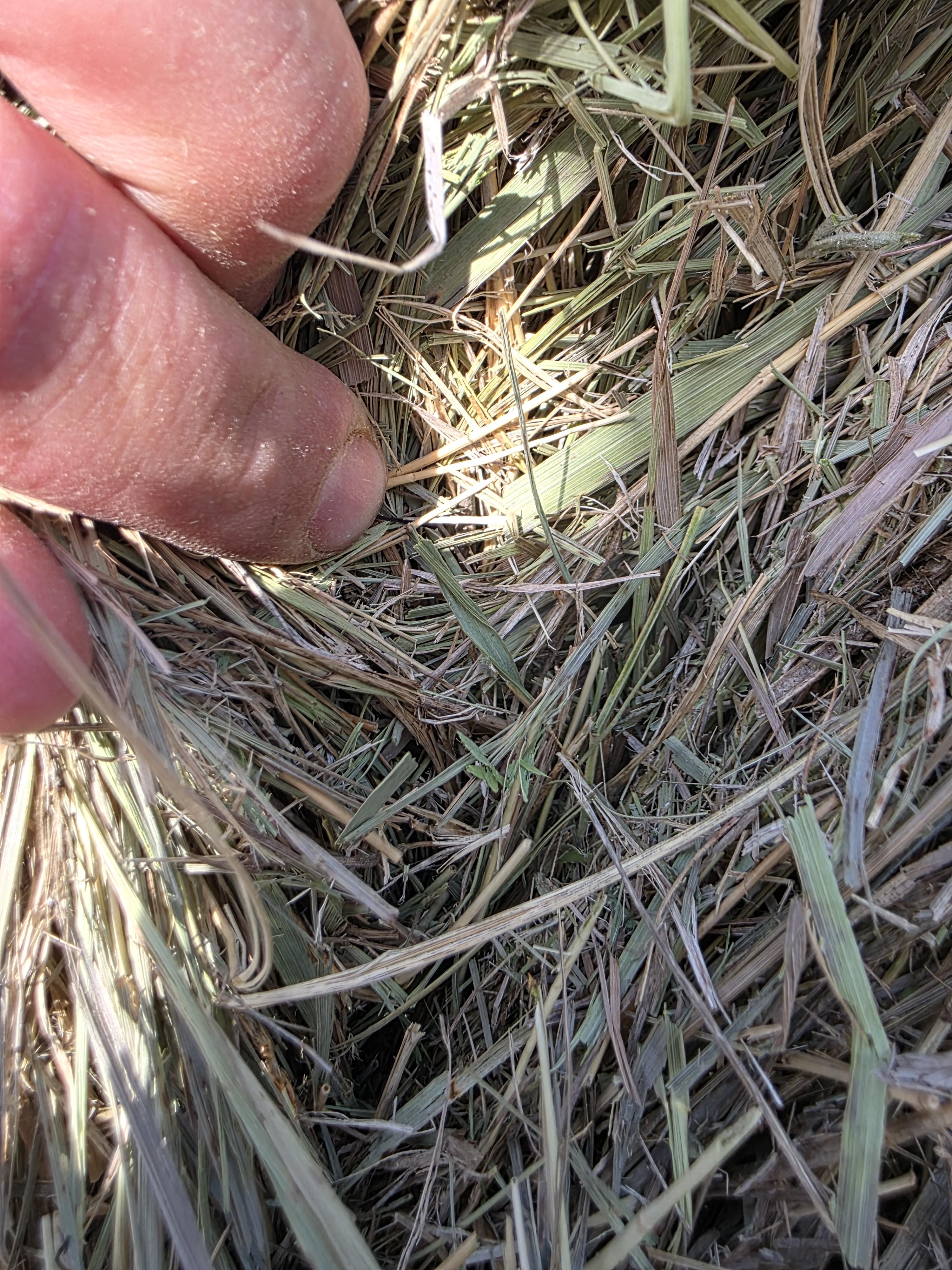 004TD Prairie Hay Rounds – Image 7