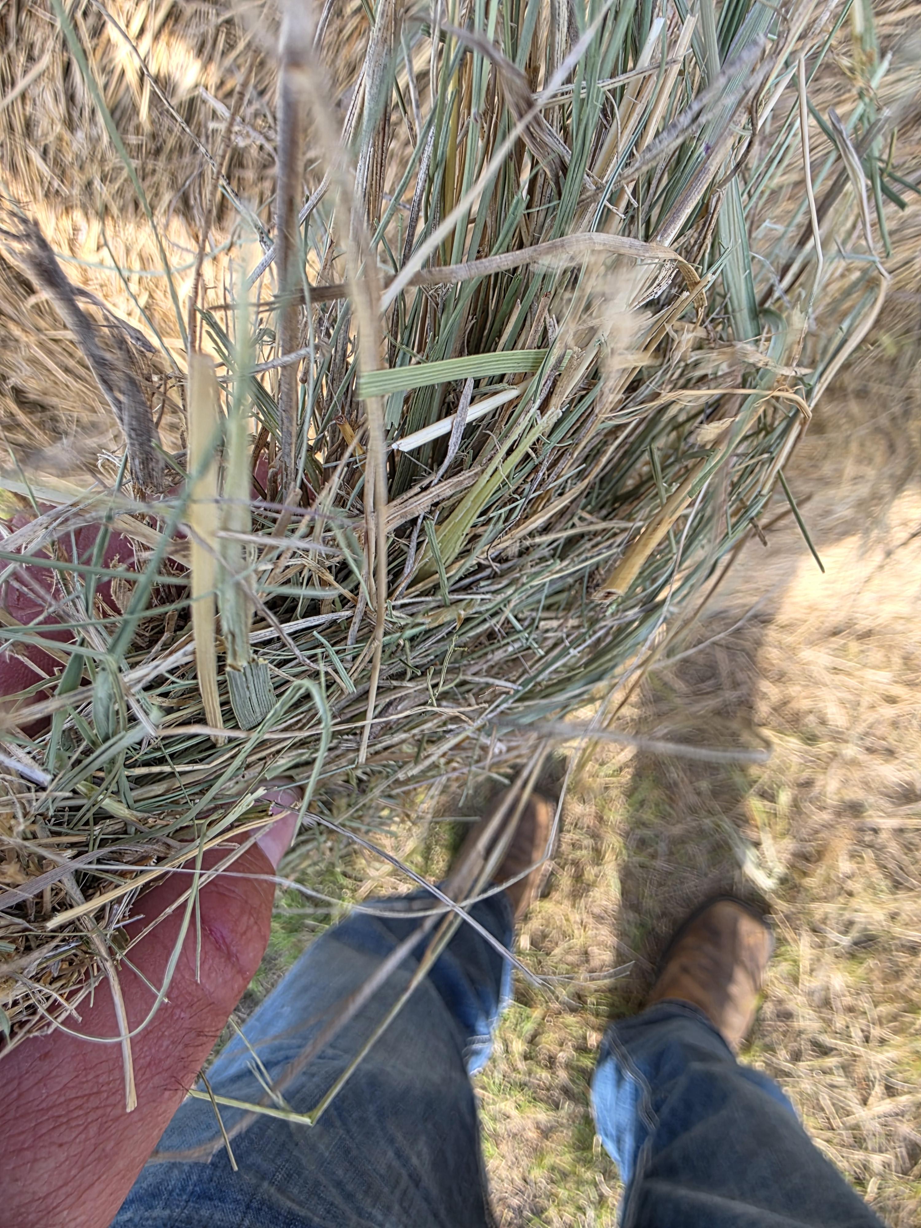 004TD Prairie Hay Rounds – Image 10
