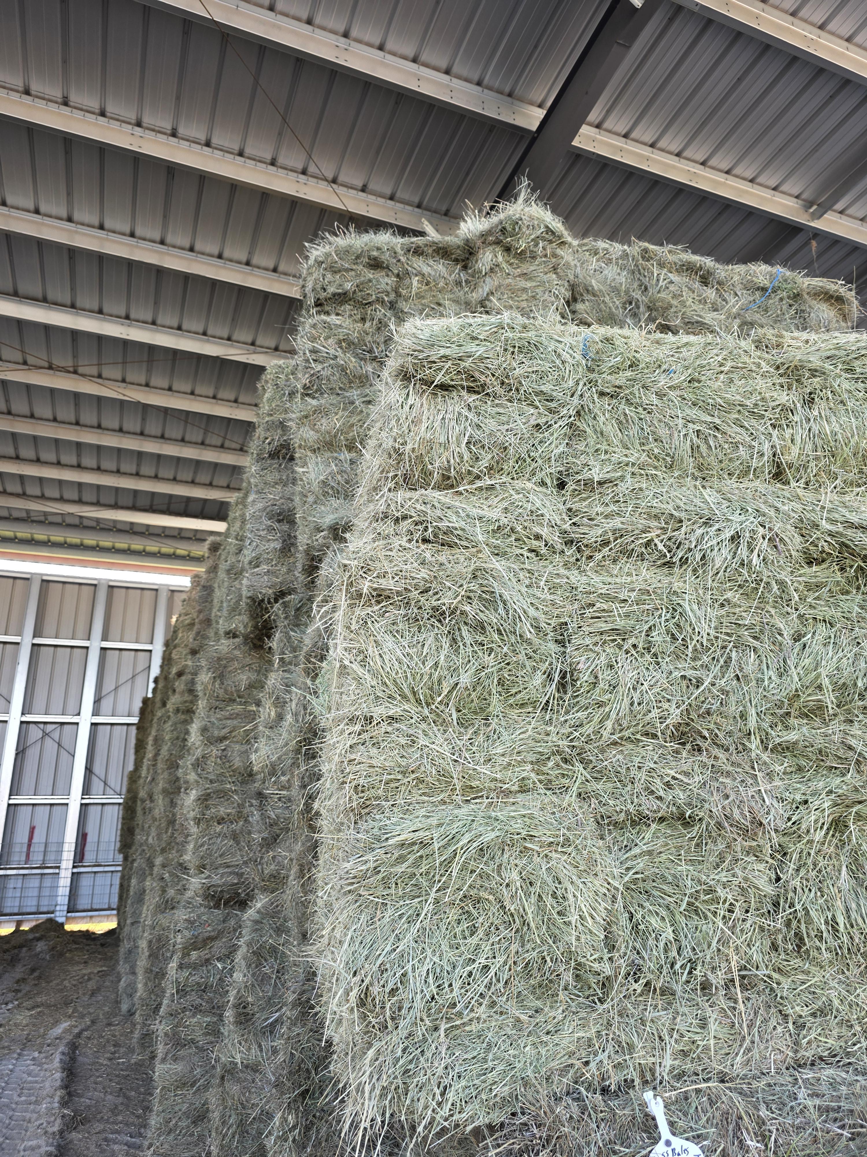211 Grass W/5% Alfalfa Small Squares 2 String Bundles – Image 10