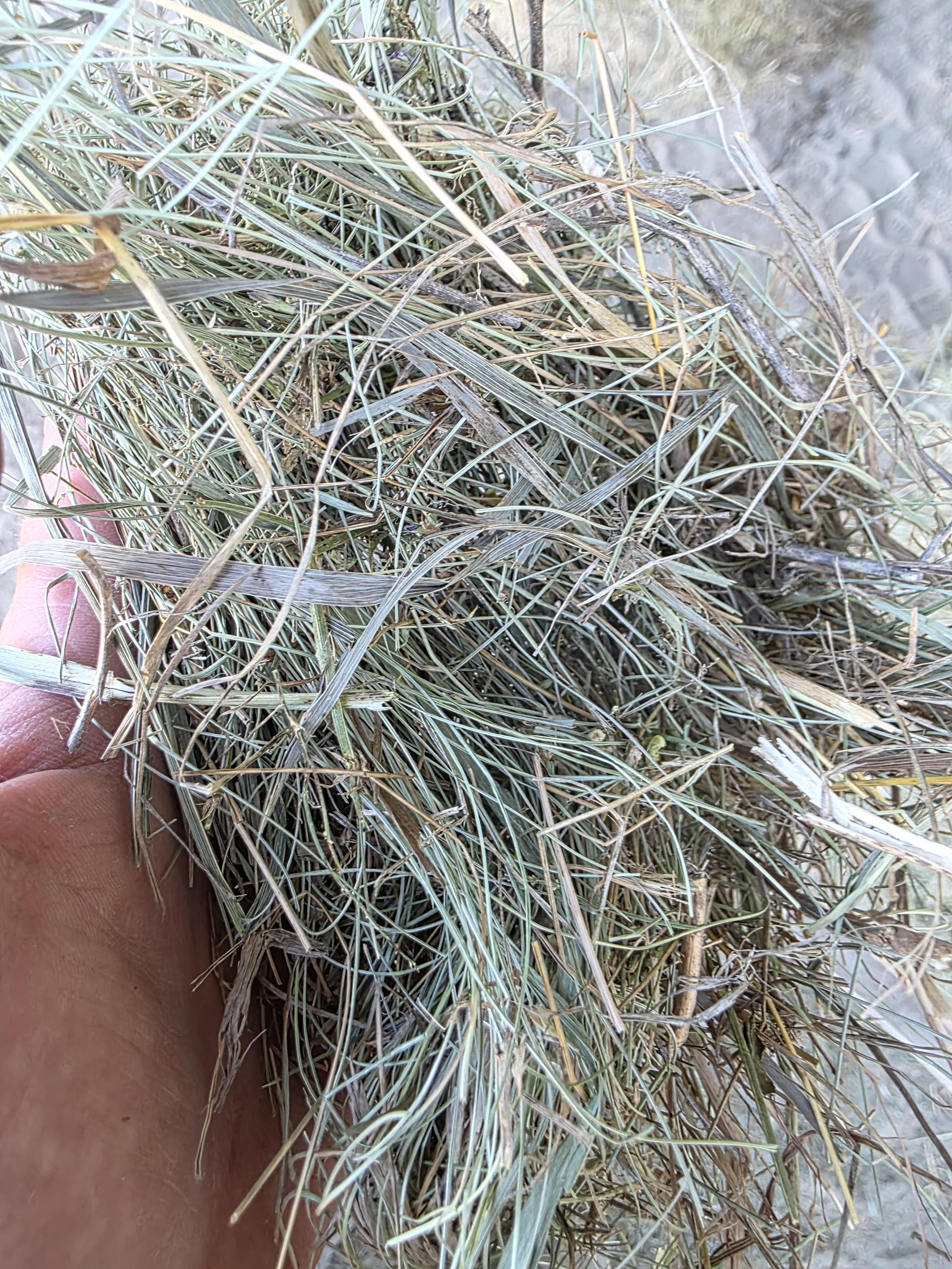 211 Grass W/5% Alfalfa Small Squares 2 String Bundles – Image 11