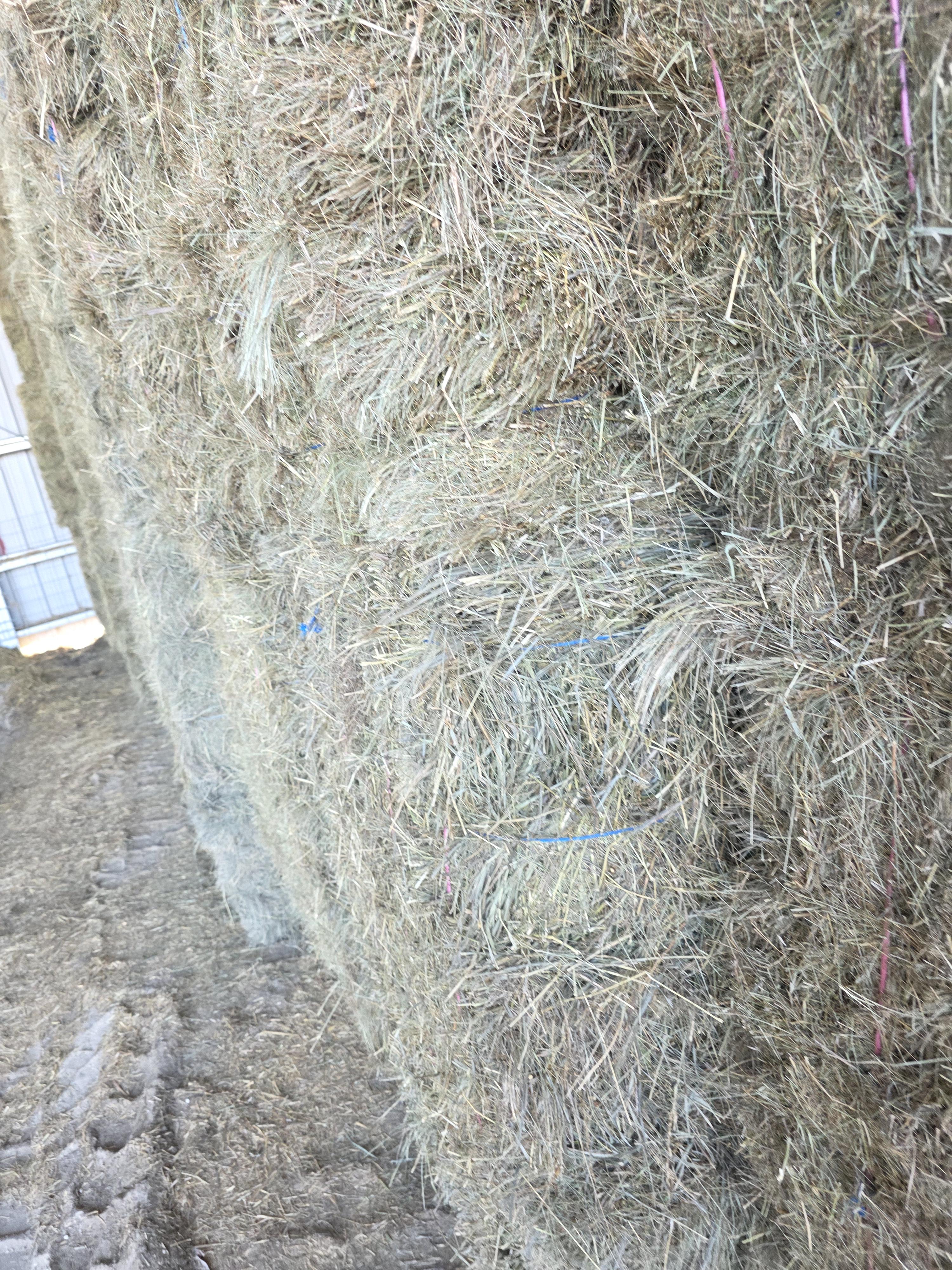 211 Grass W/5% Alfalfa Small Squares 2 String Bundles – Image 6