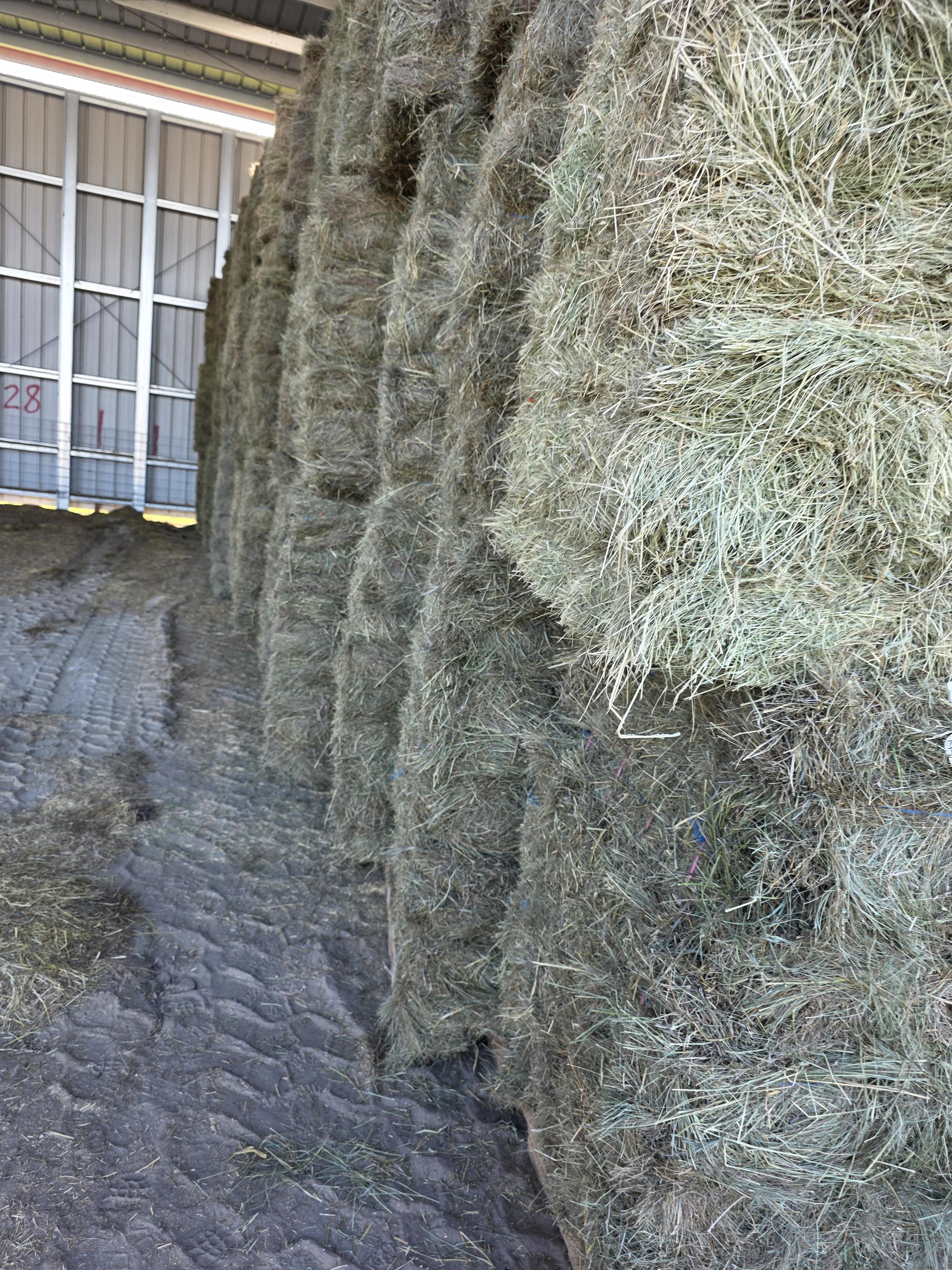 211 Grass W/5% Alfalfa Small Squares 2 String Bundles – Image 9