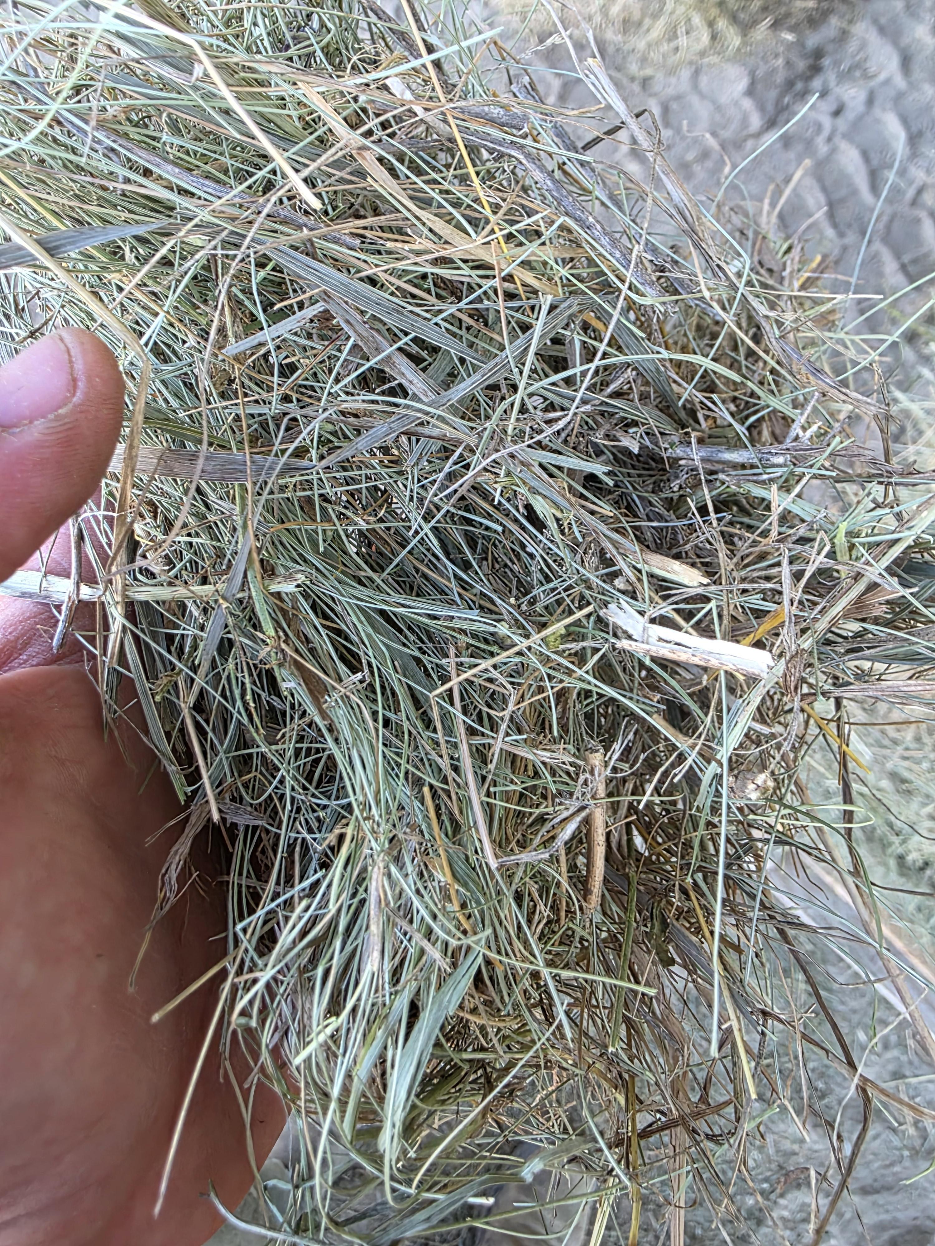 211 Grass W/5% Alfalfa Small Squares 2 String Bundles – Image 1