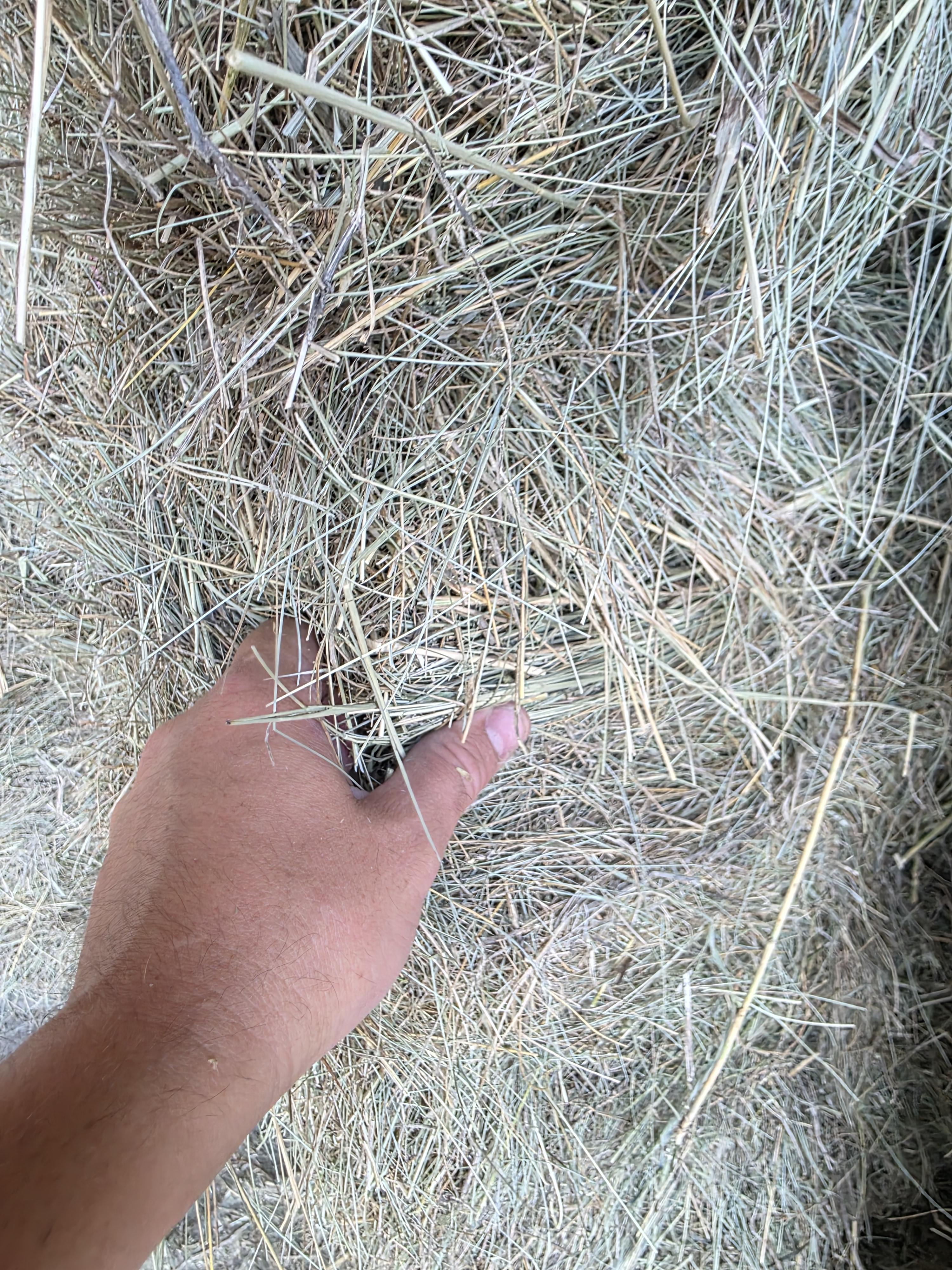 211 Grass W/5% Alfalfa Small Squares 2 String Bundles – Image 7