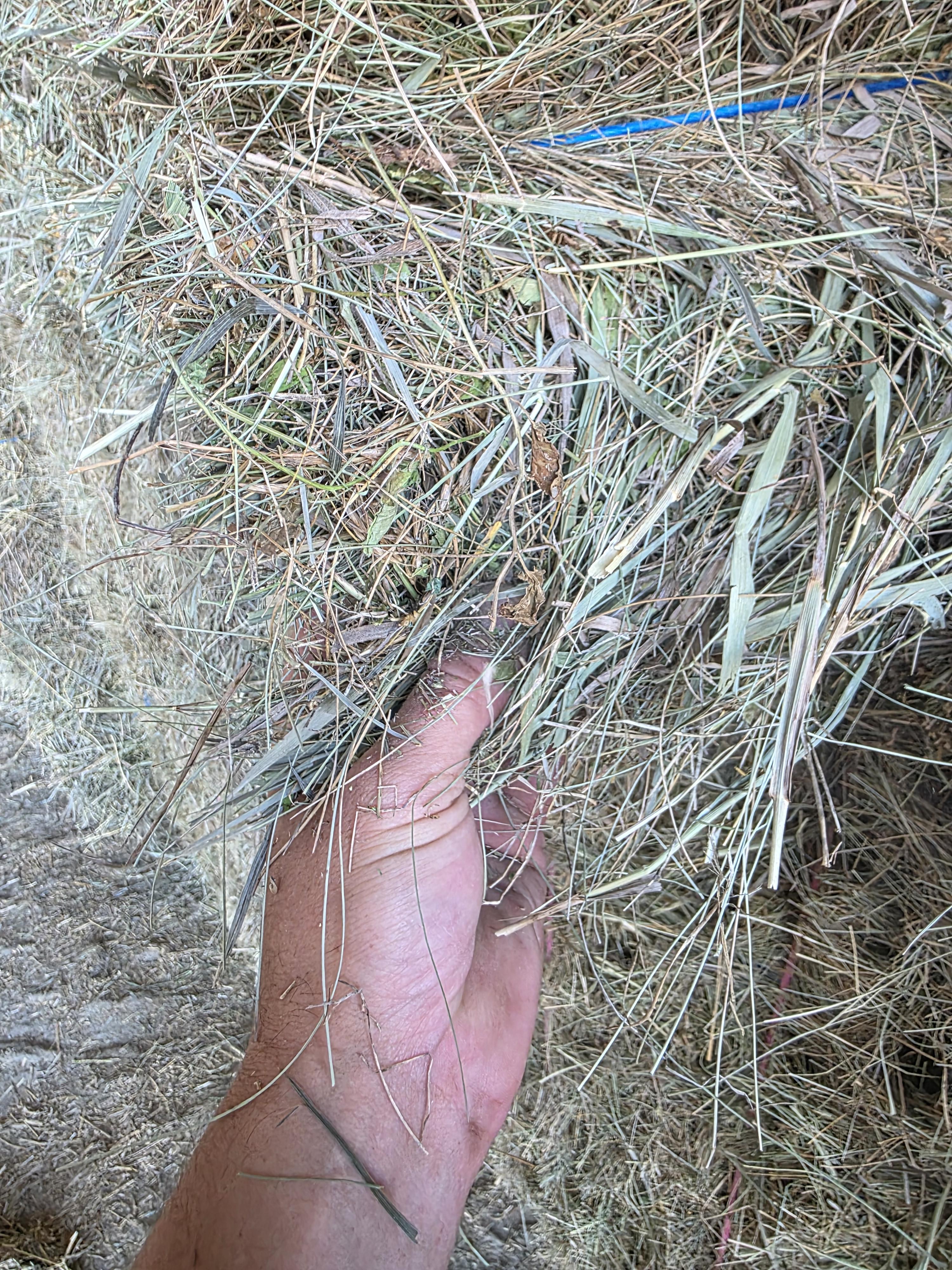 211 Grass W/5% Alfalfa Small Squares 2 String Bundles – Image 2
