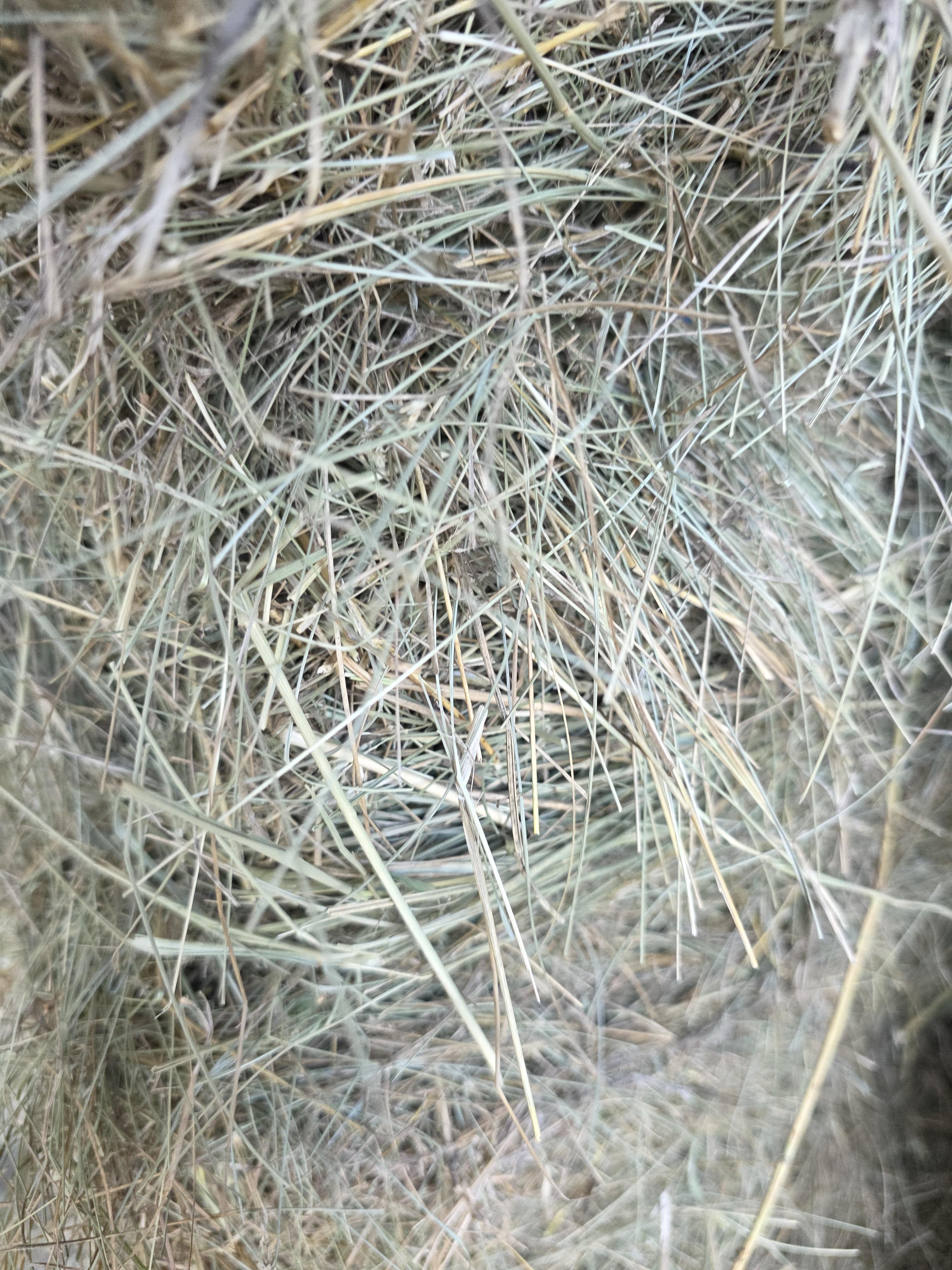 211 Grass W/5% Alfalfa Small Squares 2 String Bundles – Image 5