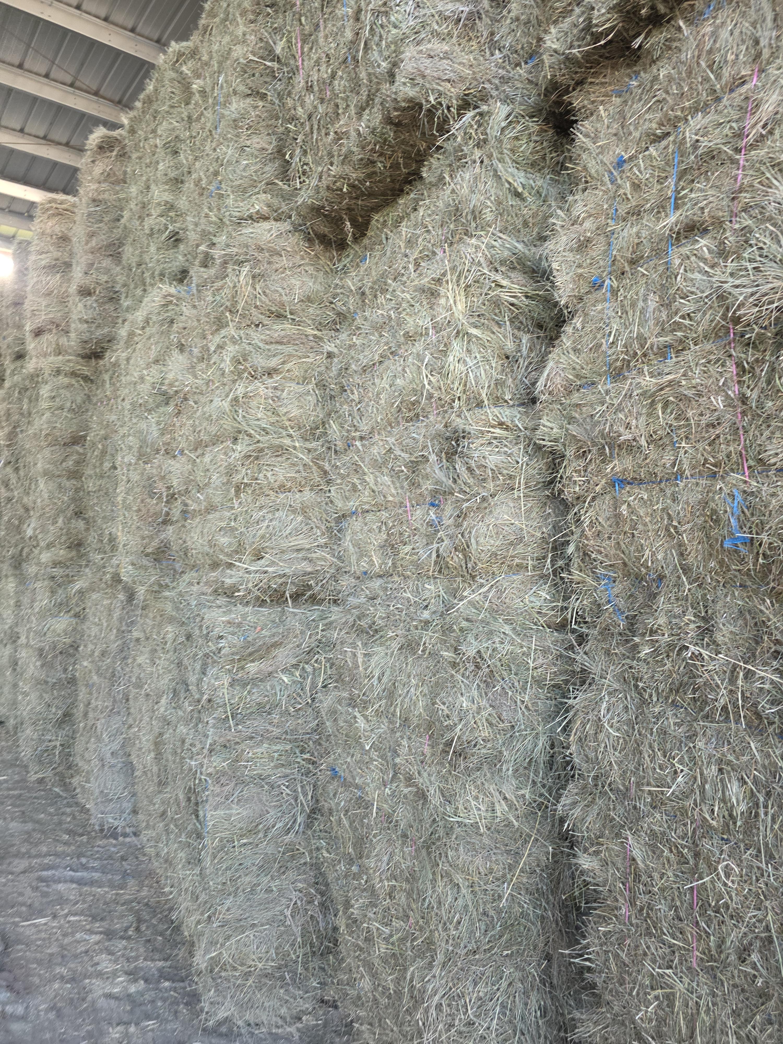 211 Grass W/5% Alfalfa Small Squares 2 String Bundles – Image 4