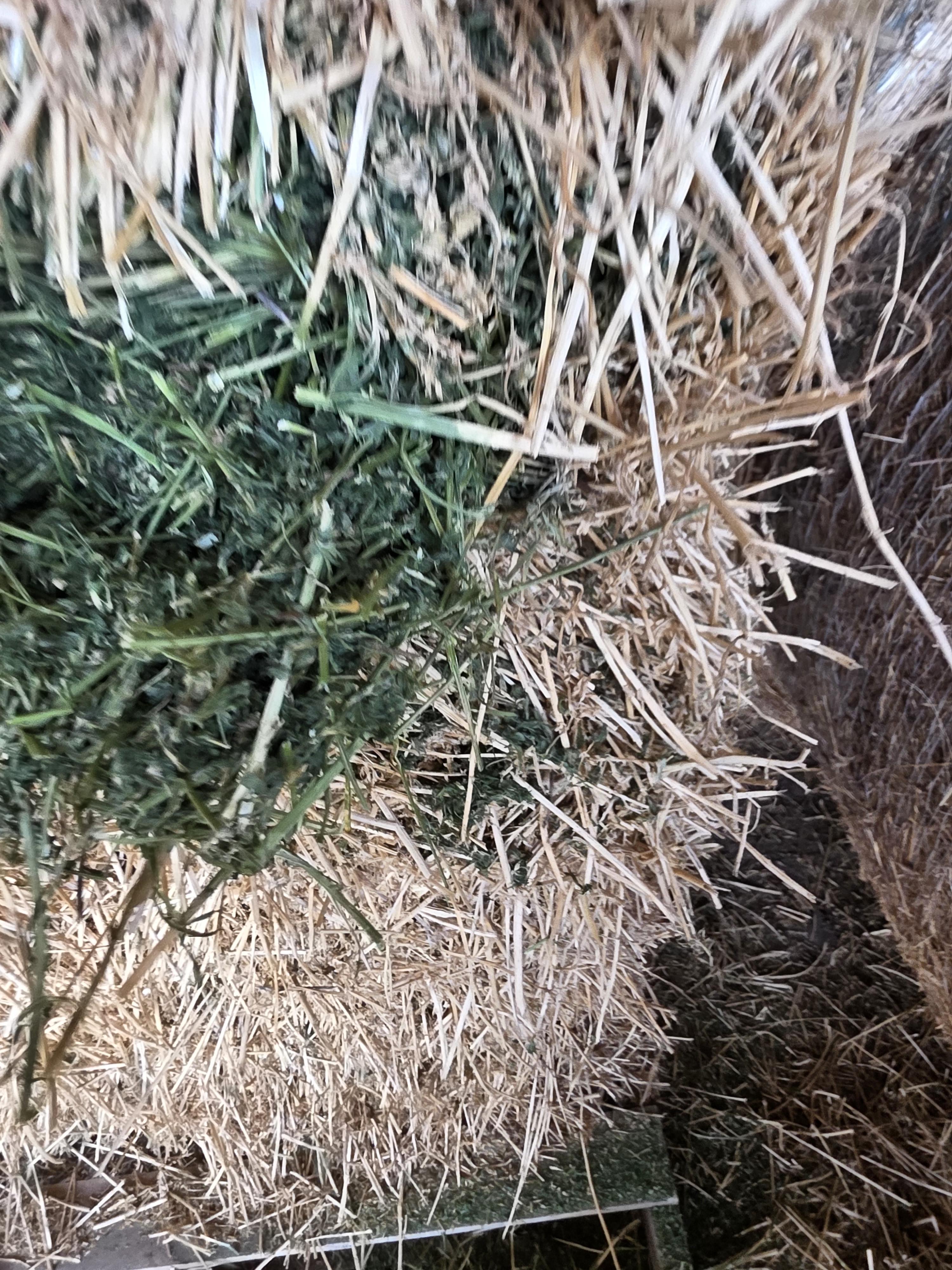 534 Alfalfa Small Square 2 String Bundles – Image 9