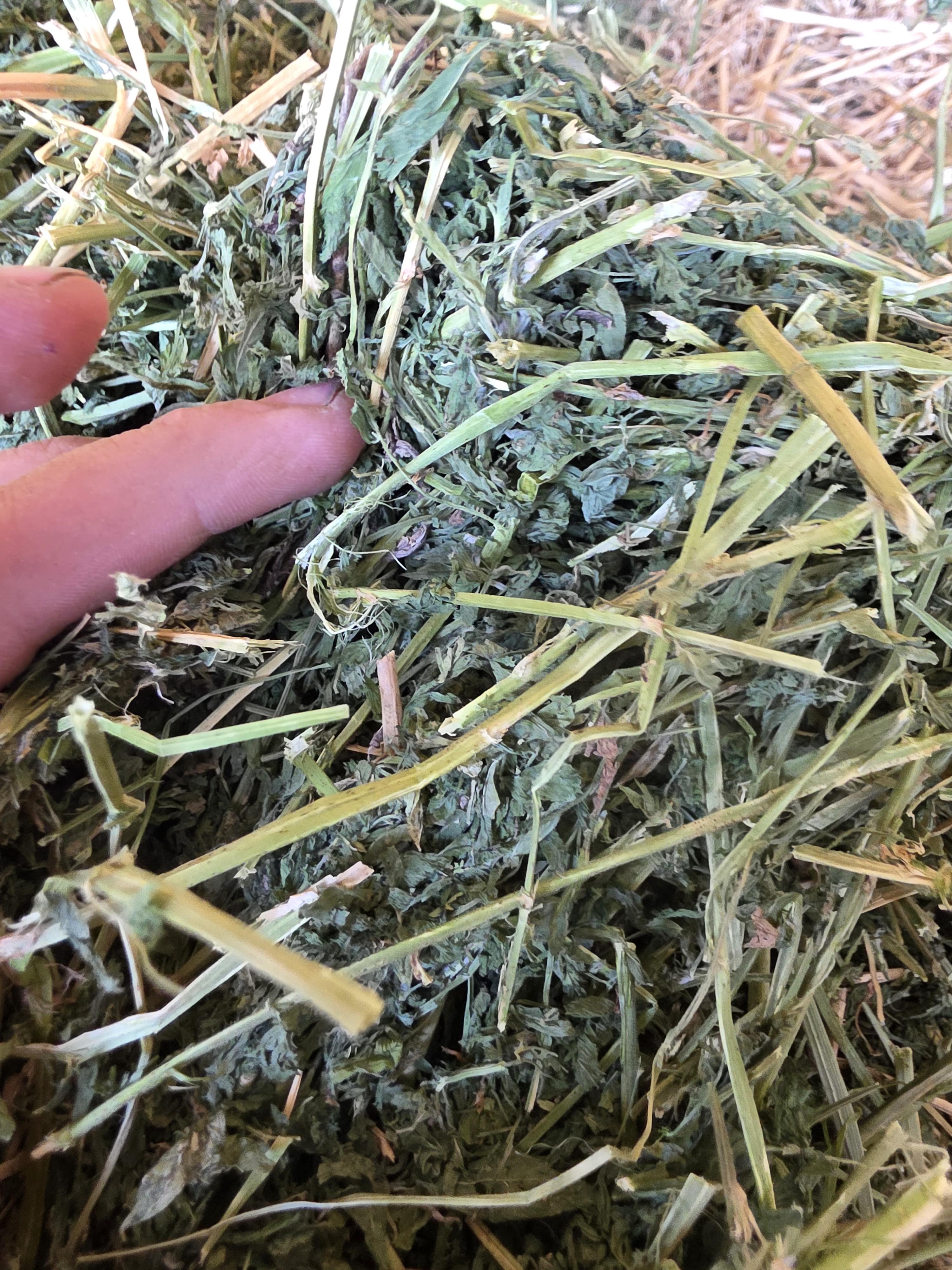 534 Alfalfa Small Square 2 String Bundles – Image 8