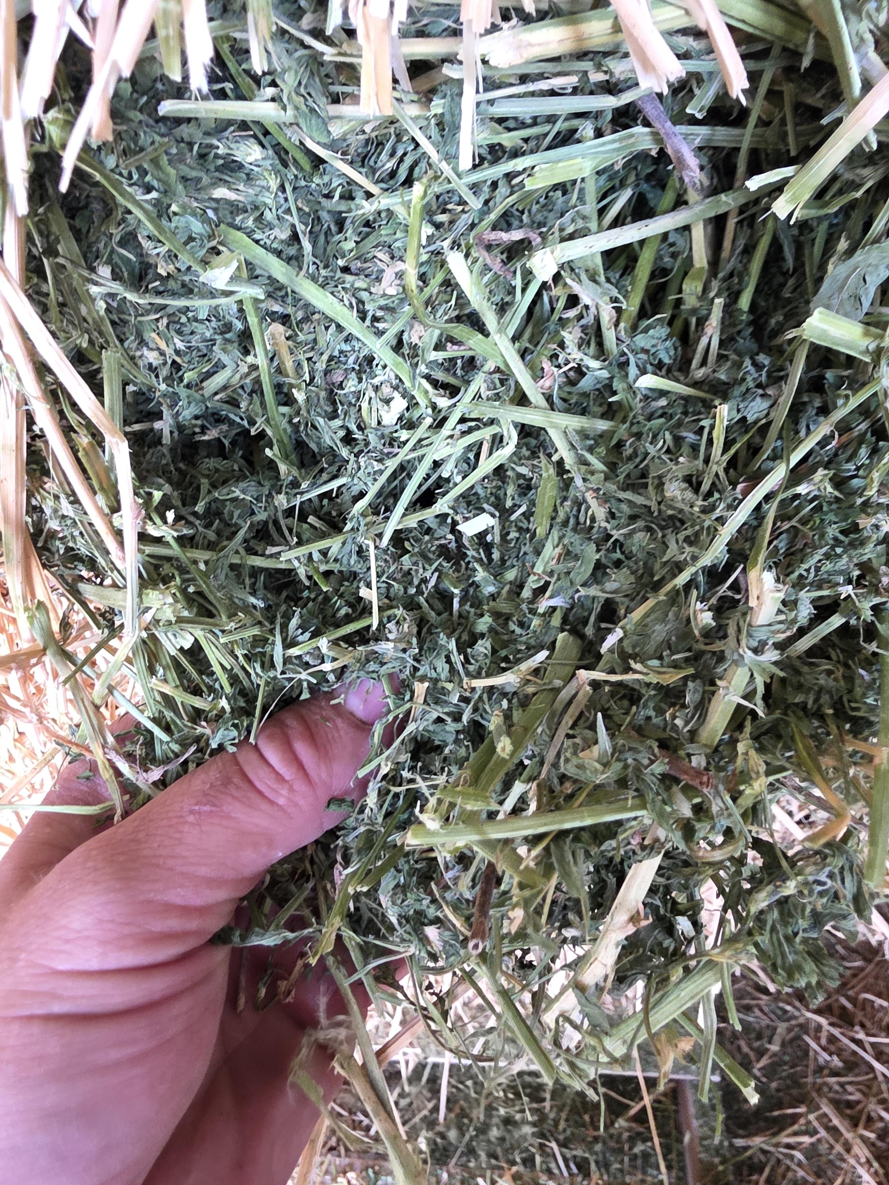 534 Alfalfa Small Square 2 String Bundles – Image 4