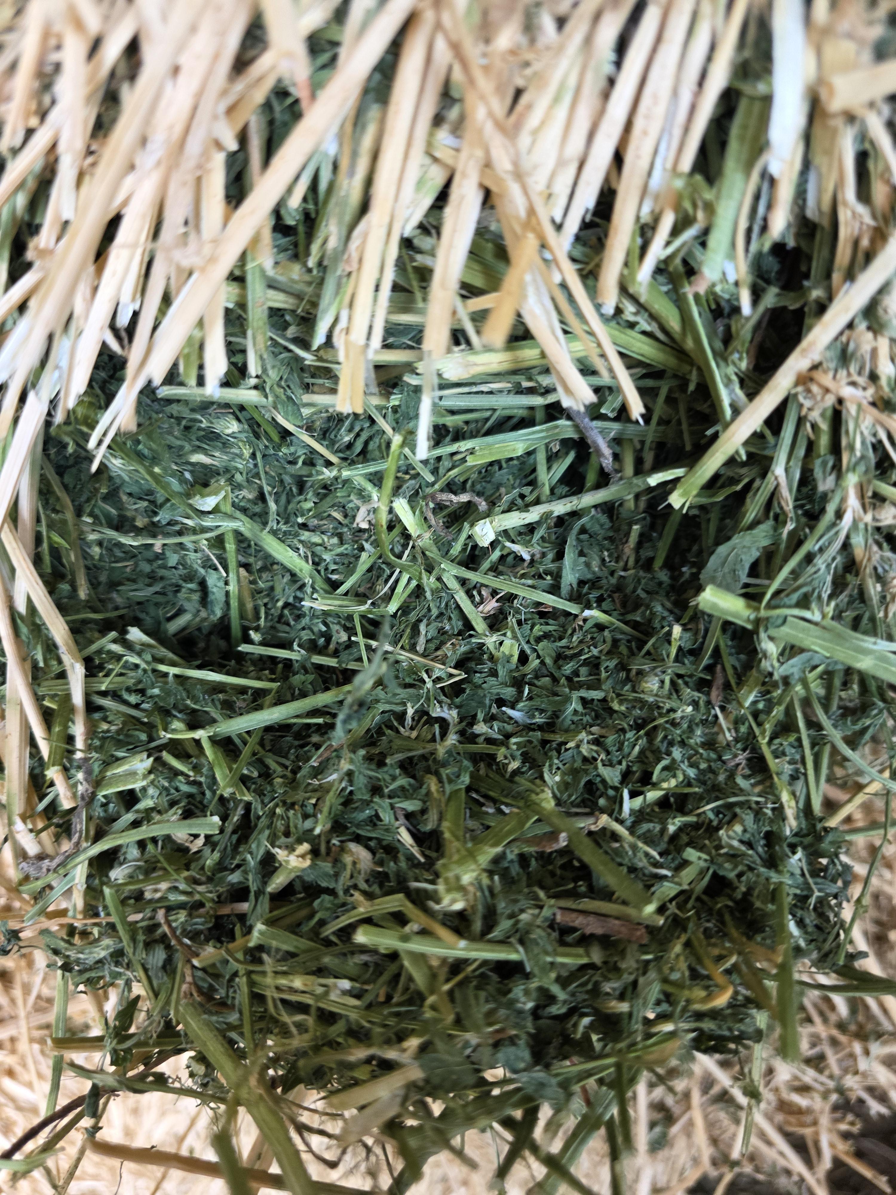 534 Alfalfa Small Square 2 String Bundles – Image 2