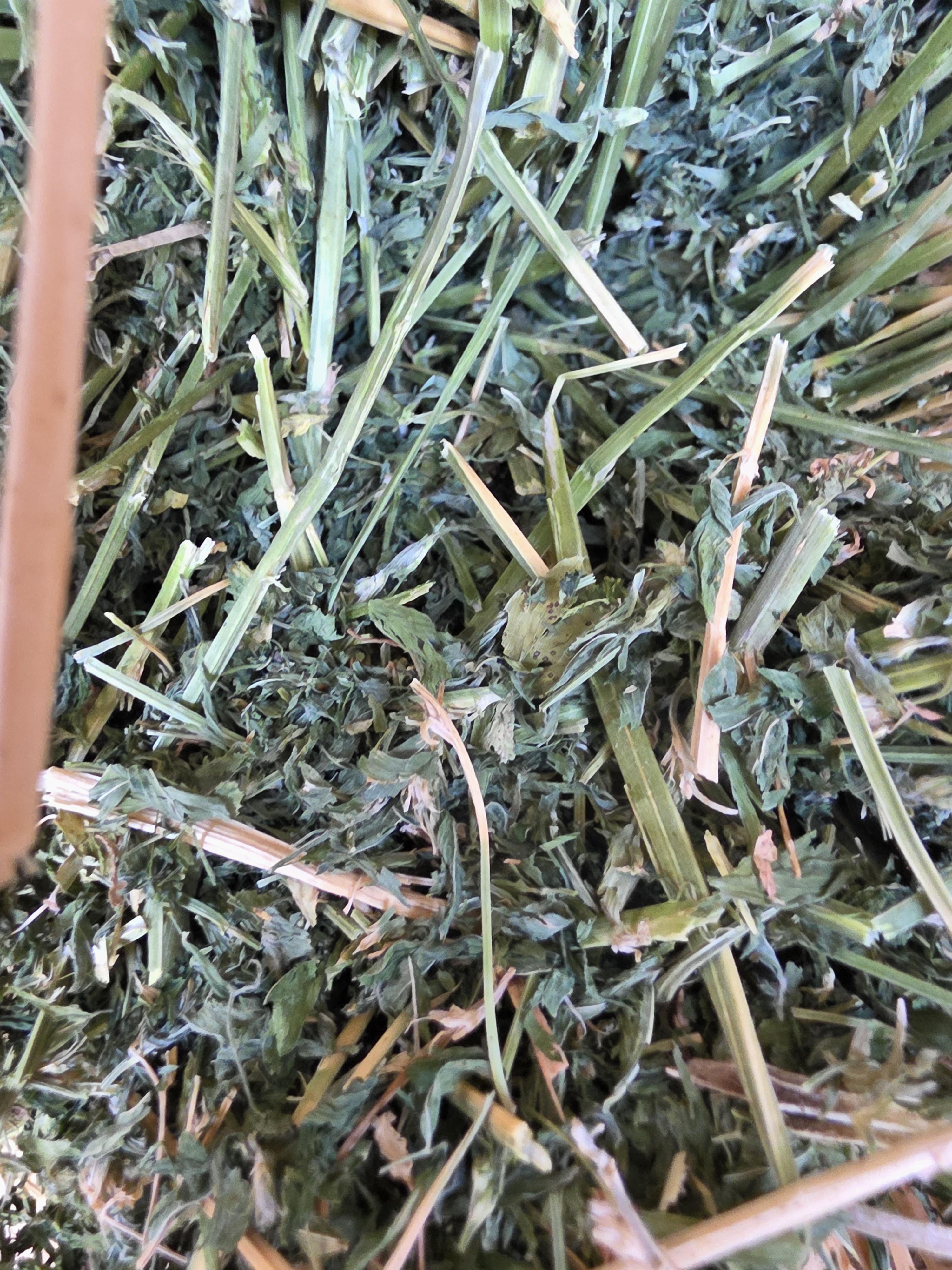 534 Alfalfa Small Square 2 String Bundles – Image 7