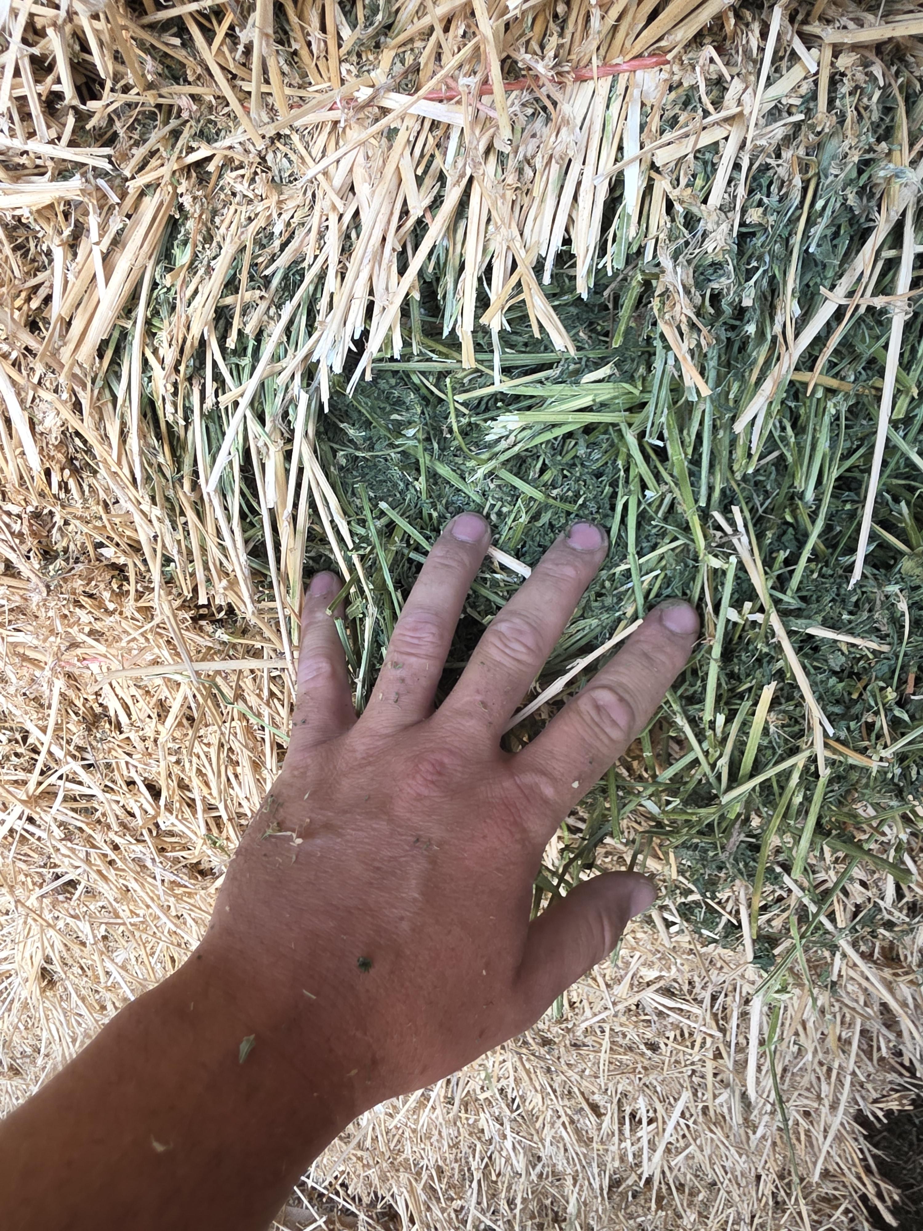 534 Alfalfa Small Square 2 String Bundles – Image 3