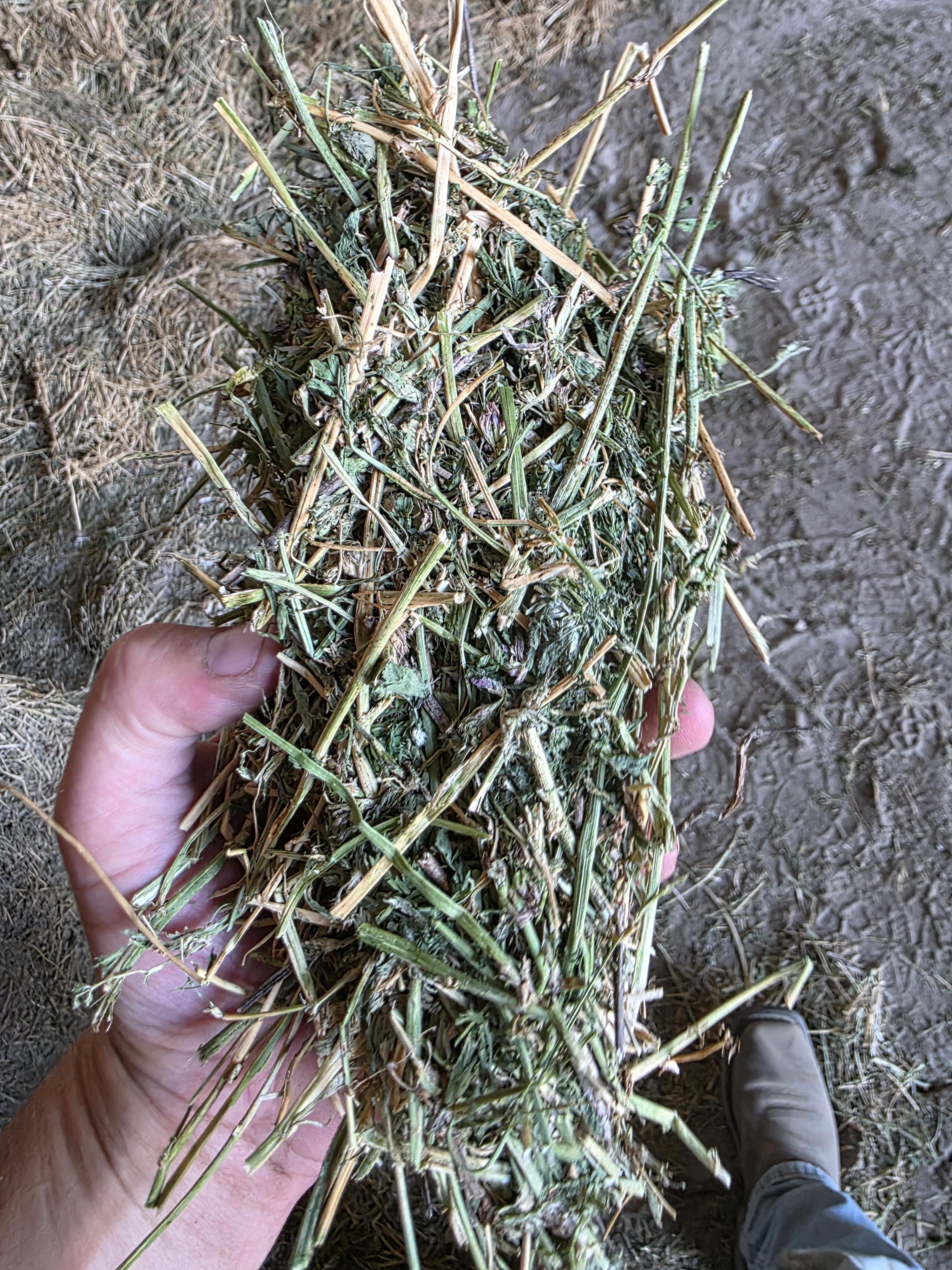 212 3 x 3 Large Square Bales Alfalfa – Image 8