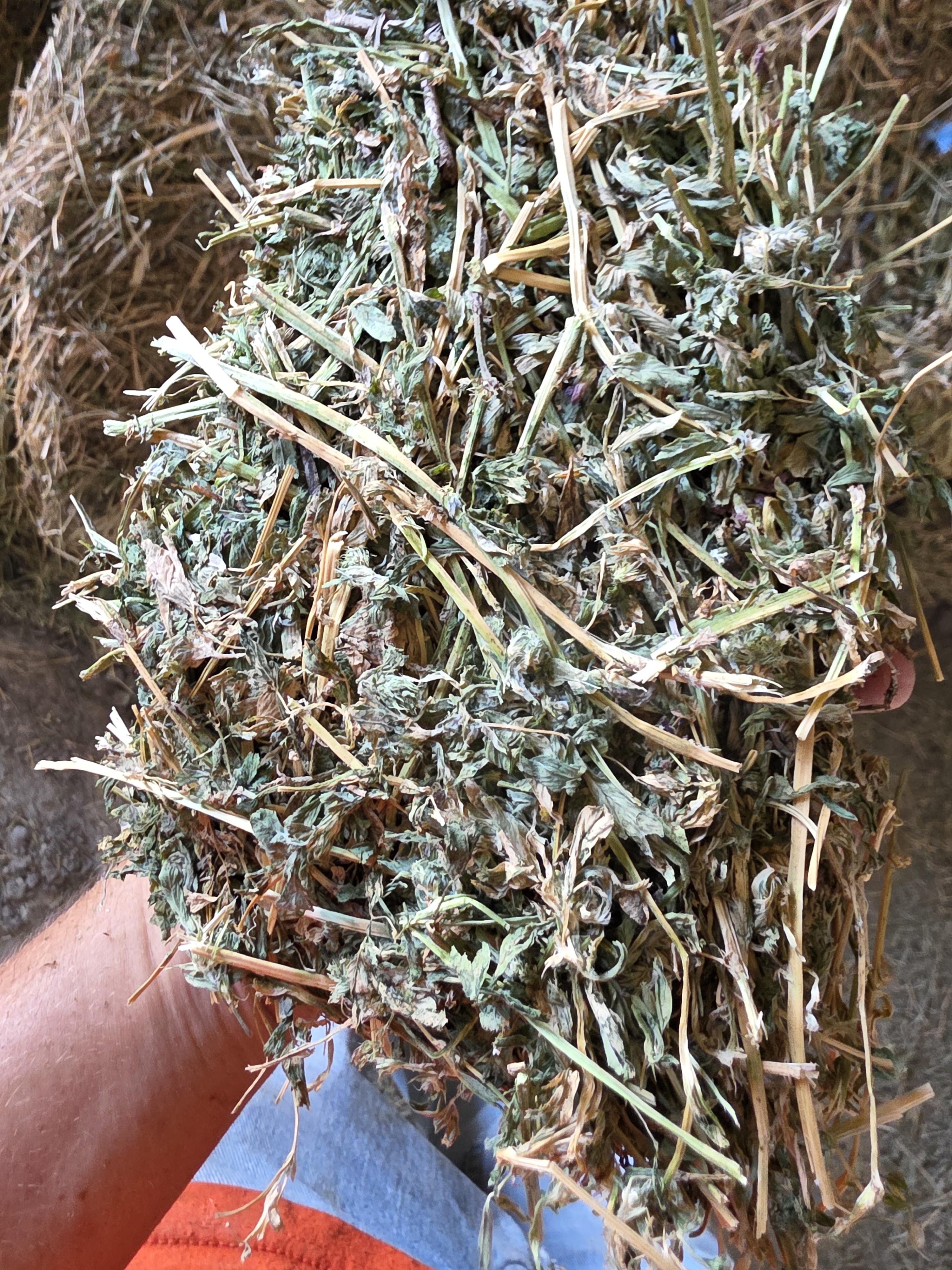 212 3 x 3 Large Square Bales Alfalfa – Image 3