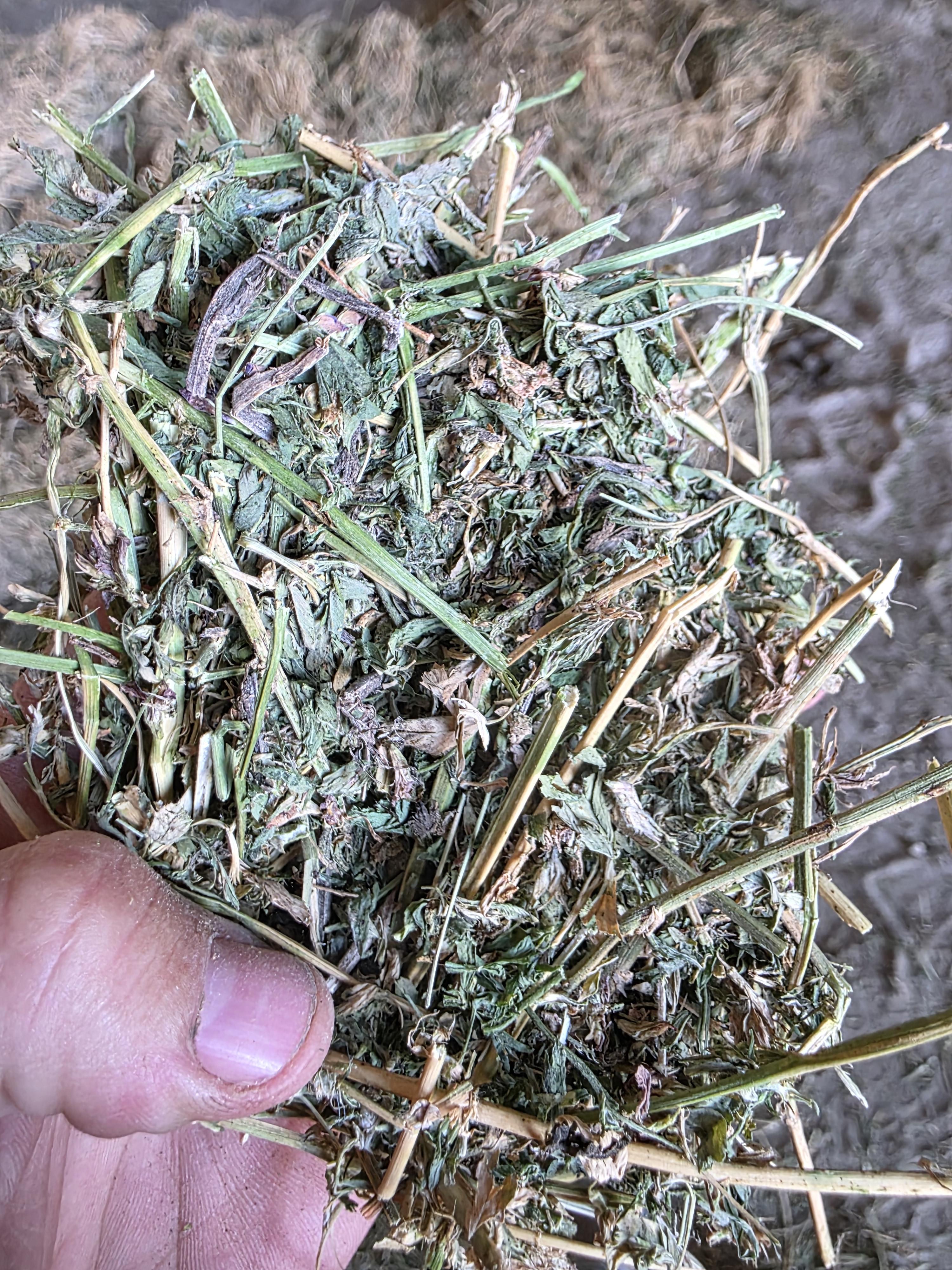 212 3 x 3 Large Square Bales Alfalfa – Image 4