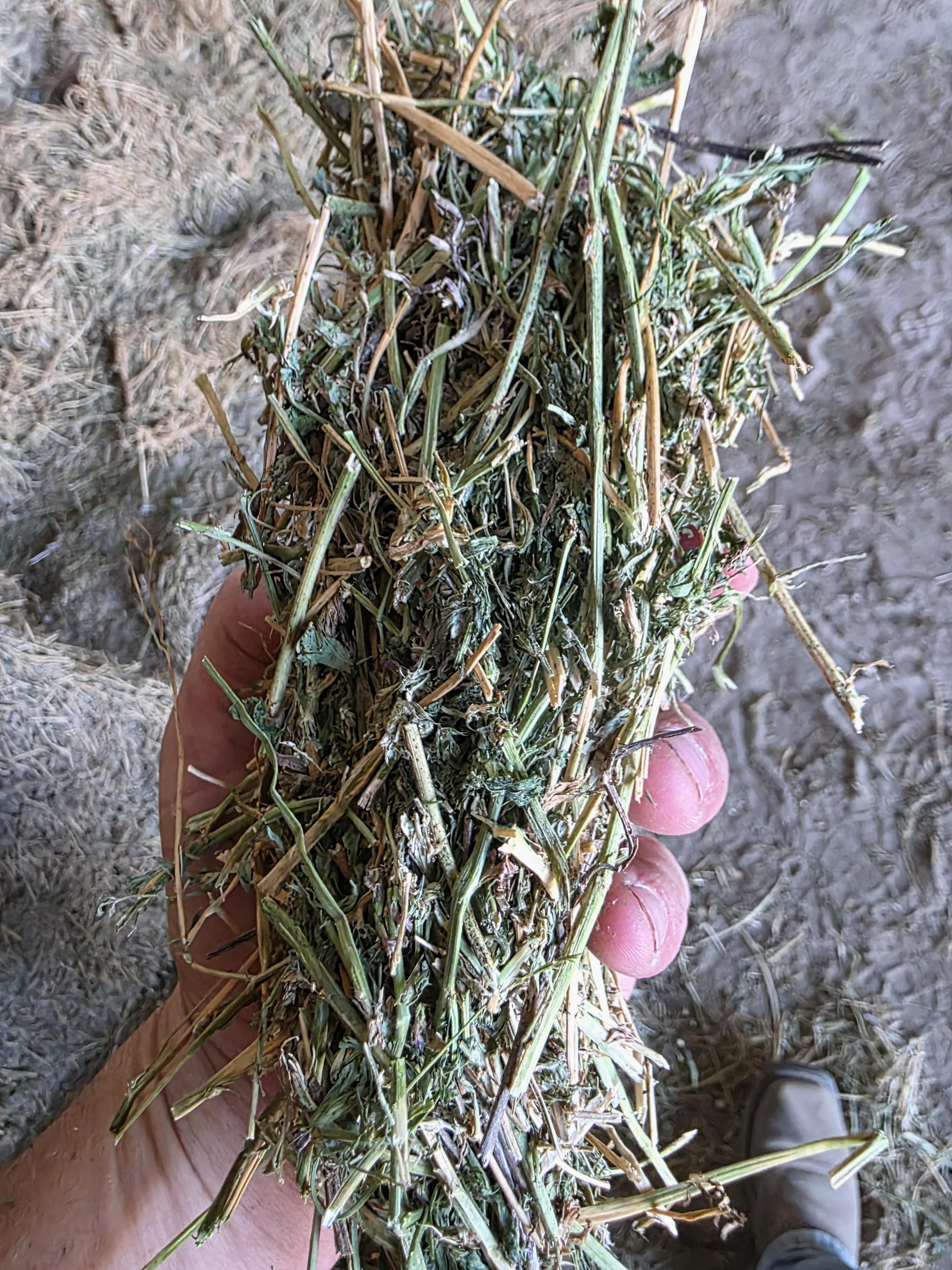 212 3 x 3 Large Square Bales Alfalfa – Image 7