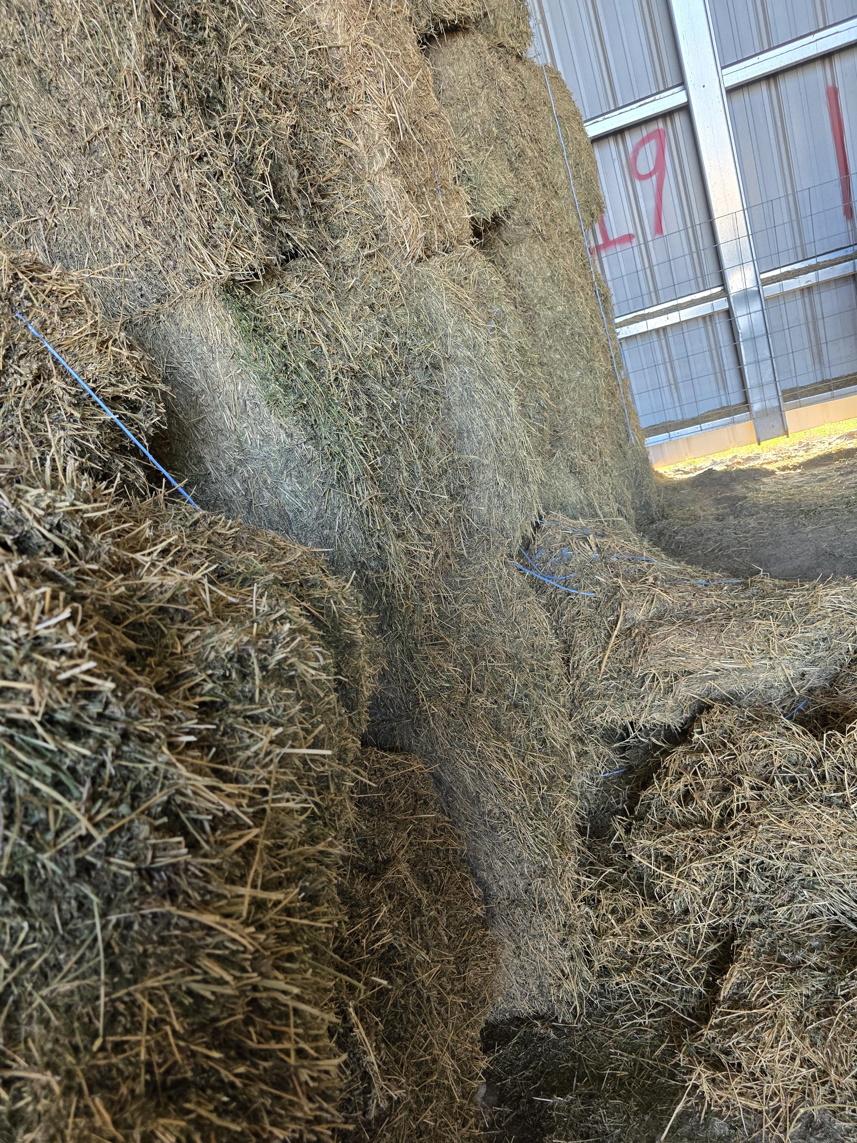 212 3 x 3 Large Square Bales Alfalfa – Image 1