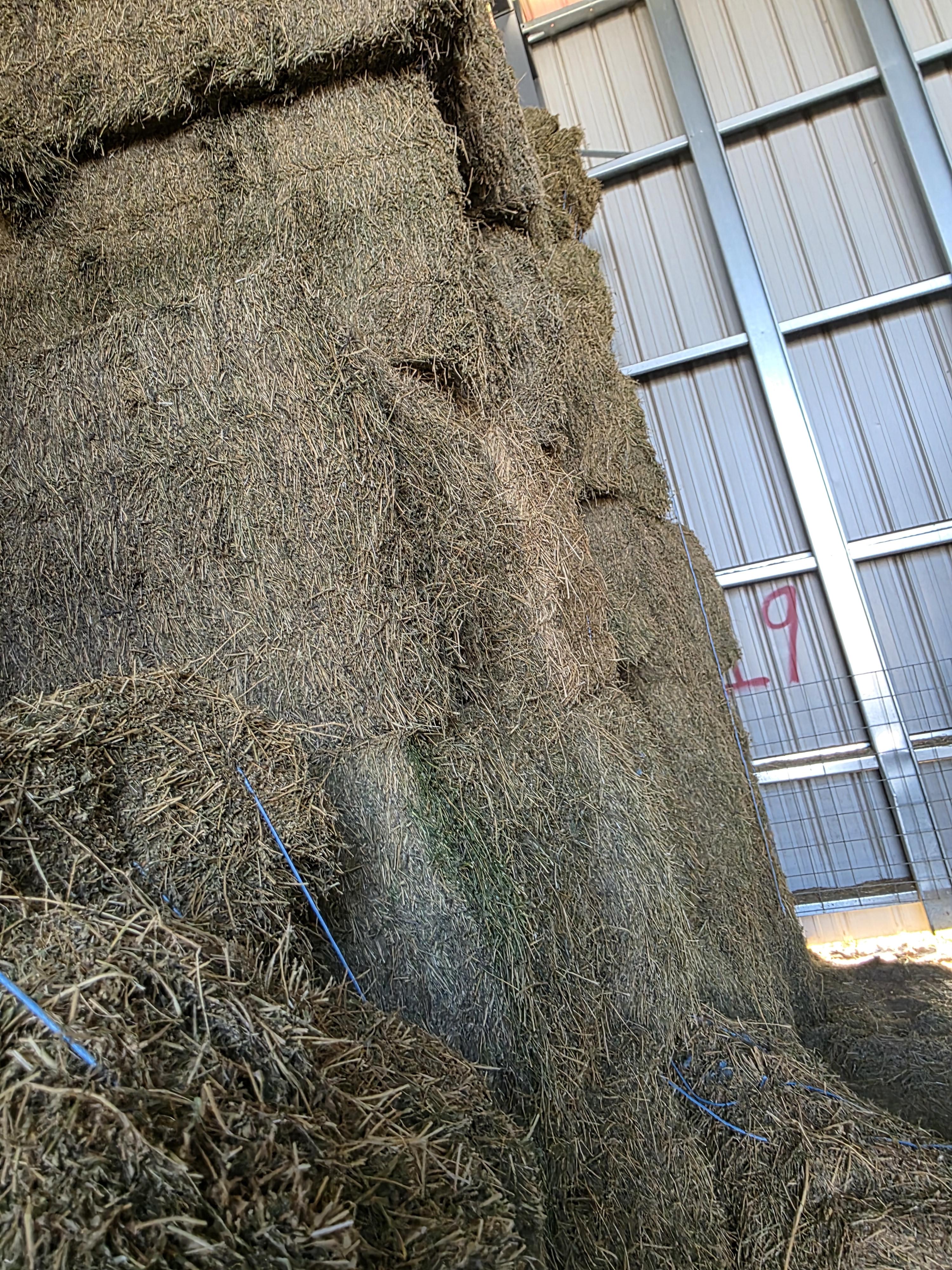212 3 x 3 Large Square Bales Alfalfa – Image 2