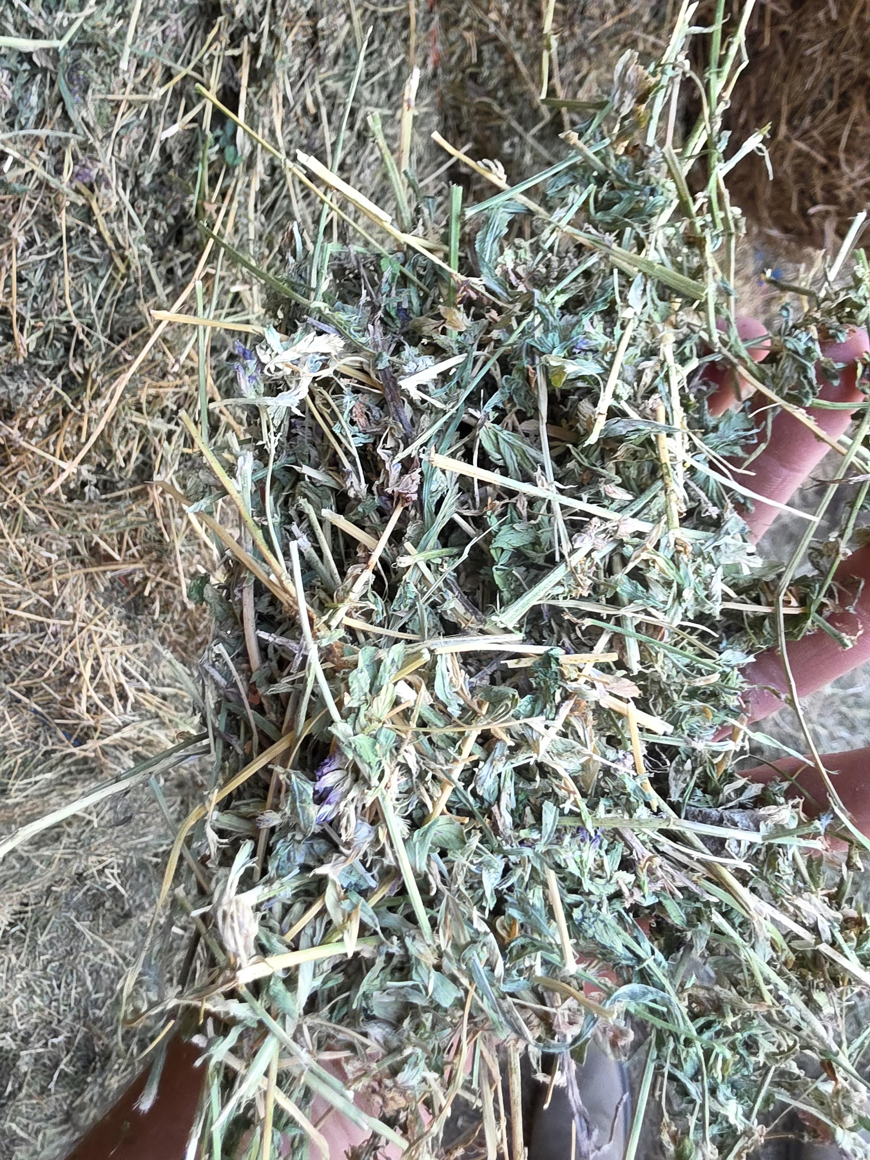 213 3 x 4 Large Square Alfalfa – Image 2