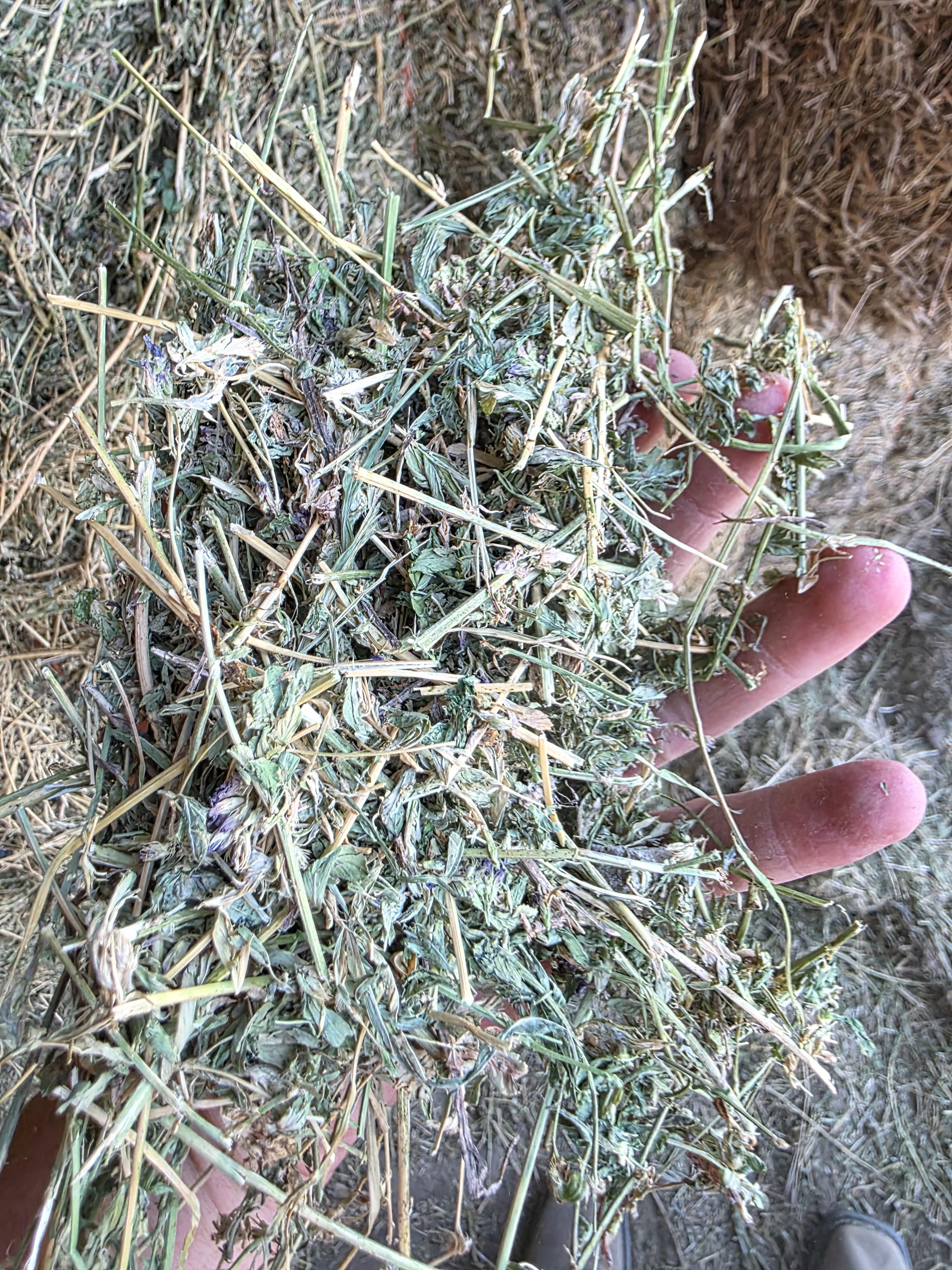 213 3 x 4 Large Square Alfalfa – Image 7