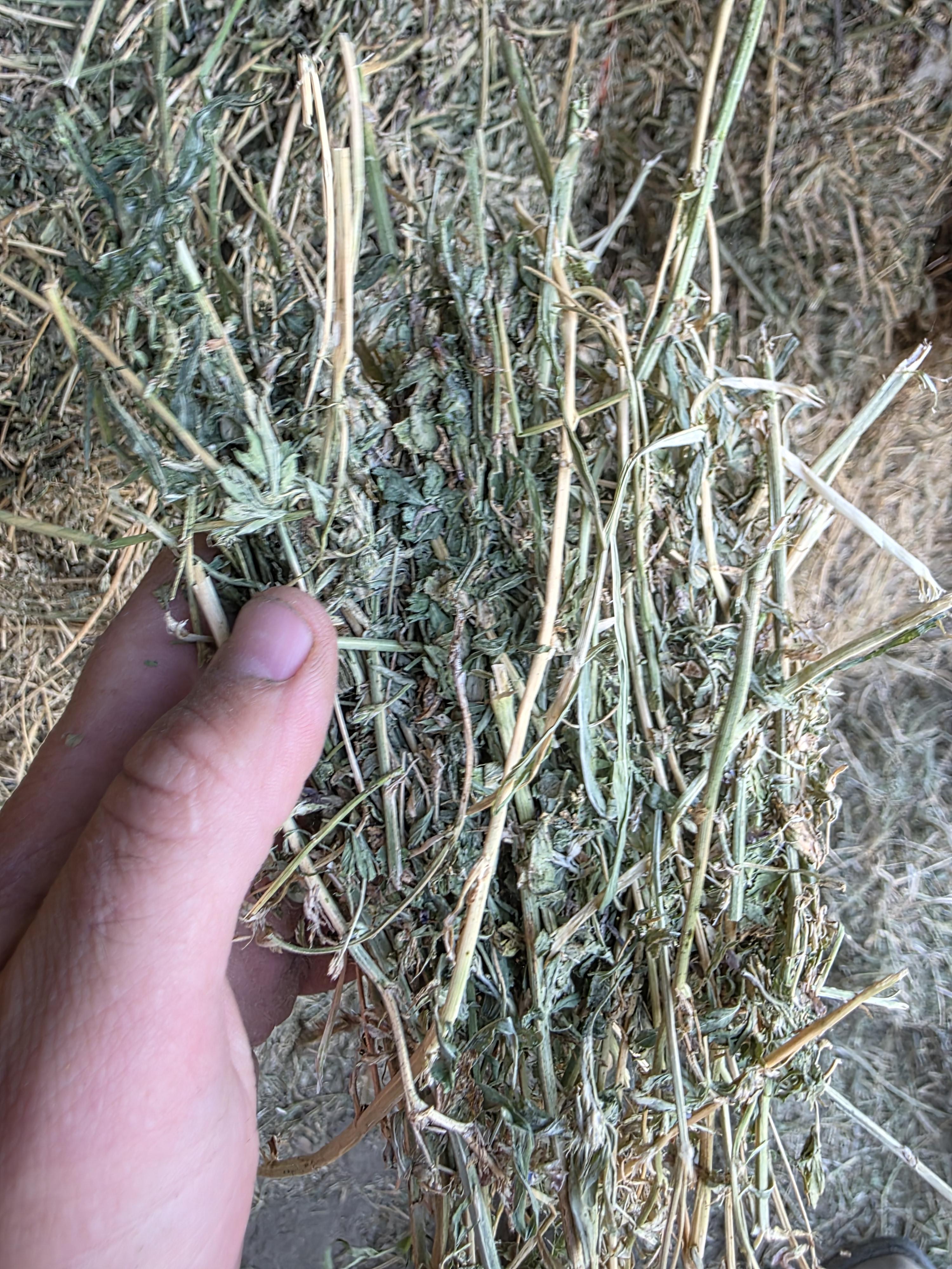 213 3 x 4 Large Square Alfalfa – Image 5