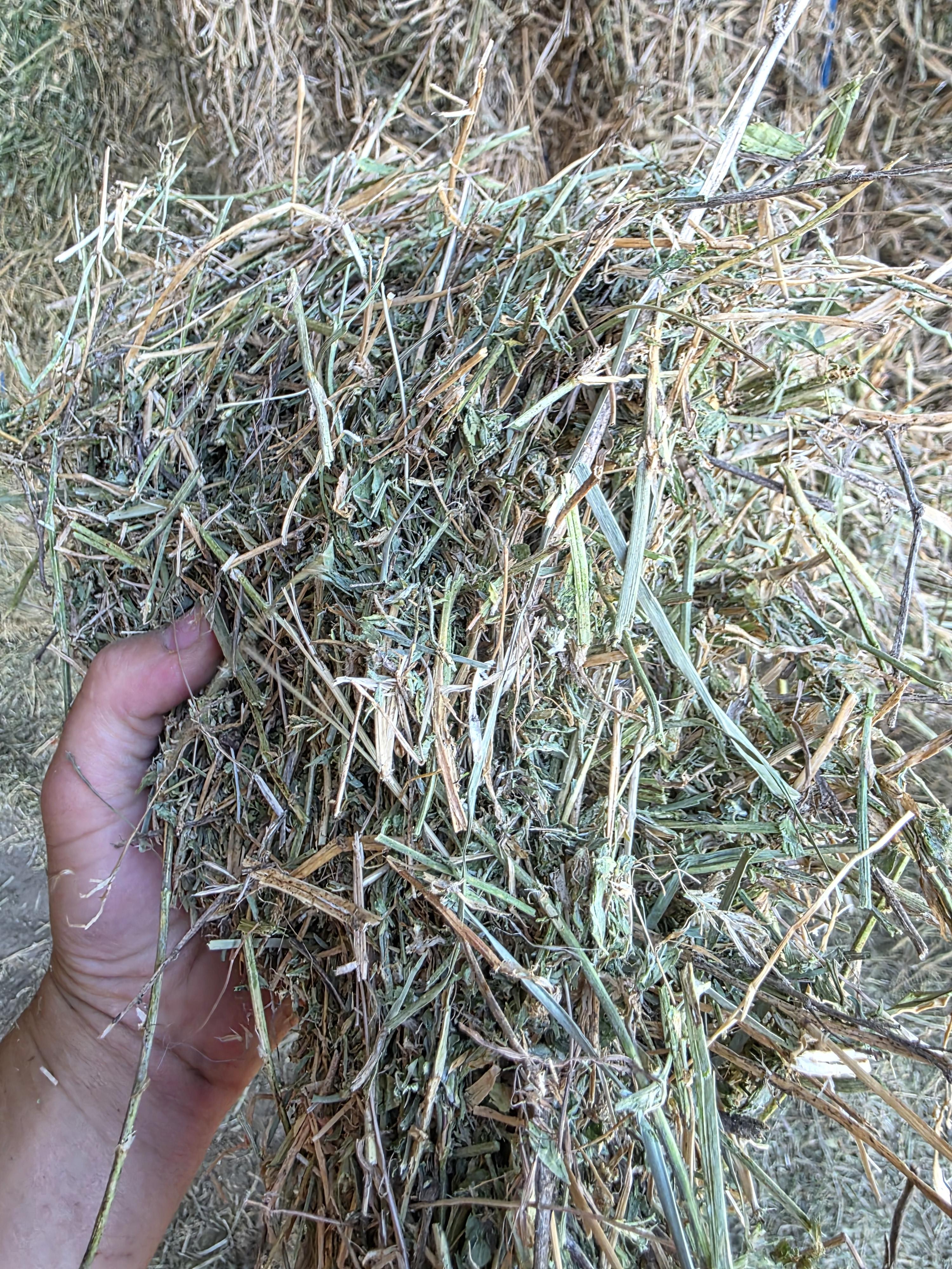 213 3 x 4 Large Square Alfalfa – Image 6