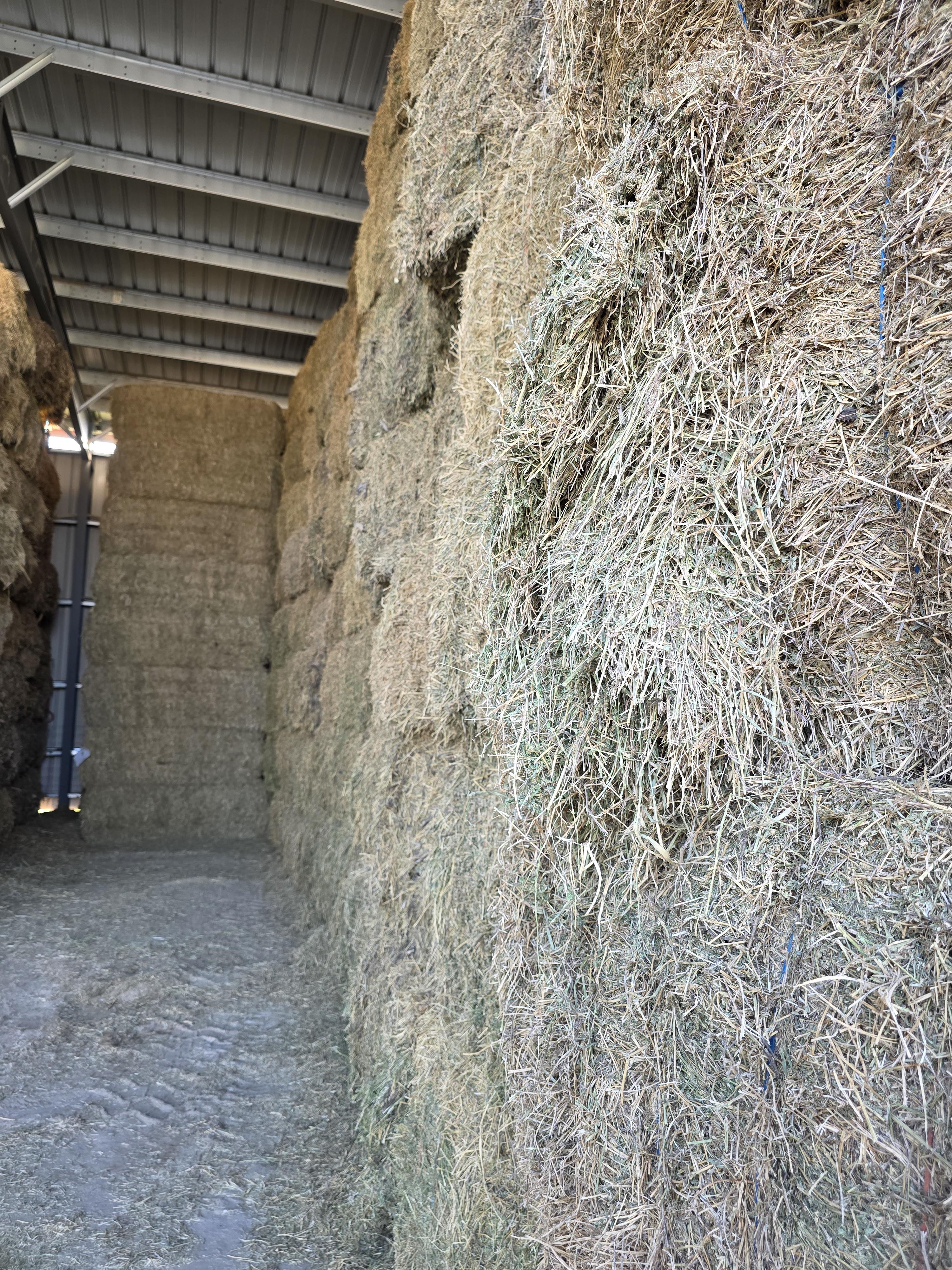 213 3 x 4 Large Square Alfalfa – Image 9