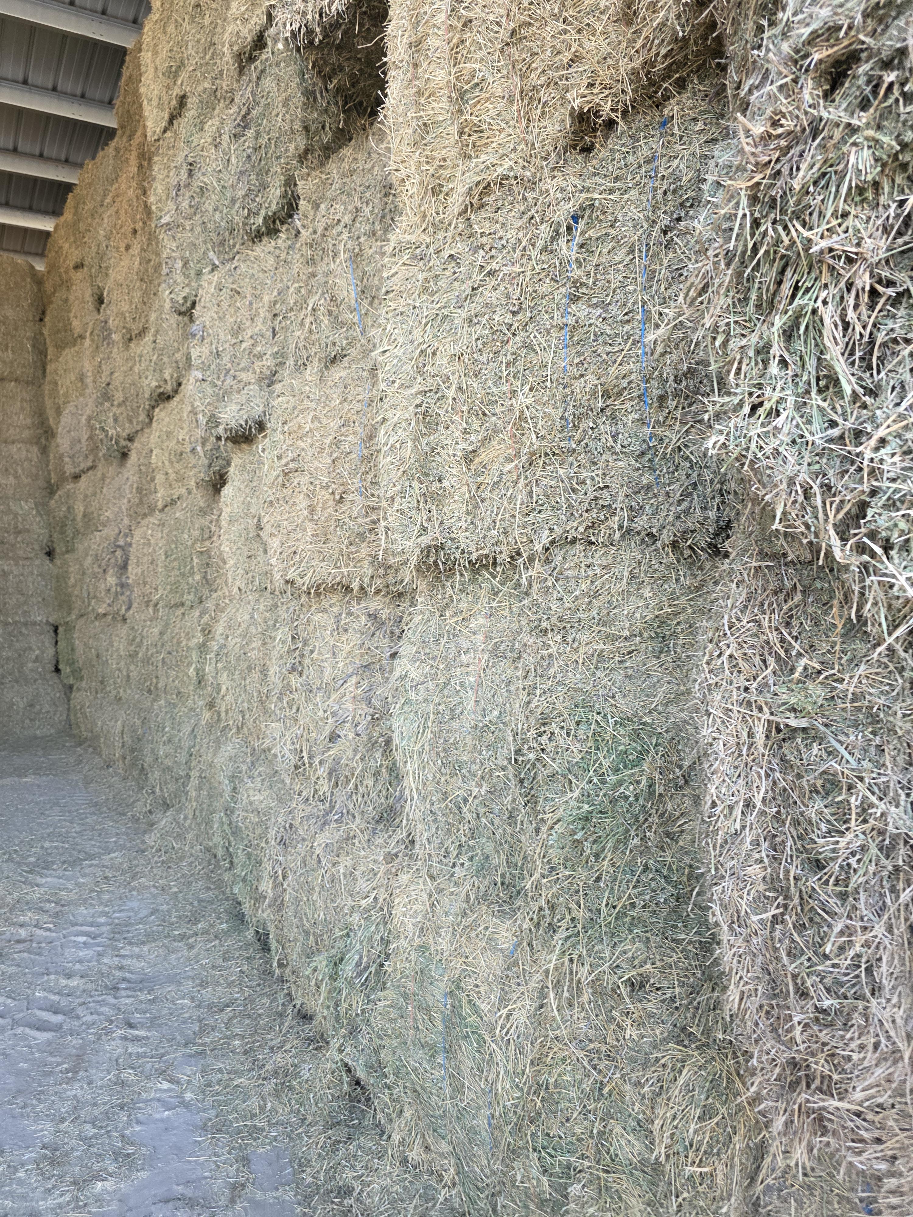 213 3 x 4 Large Square Alfalfa – Image 4