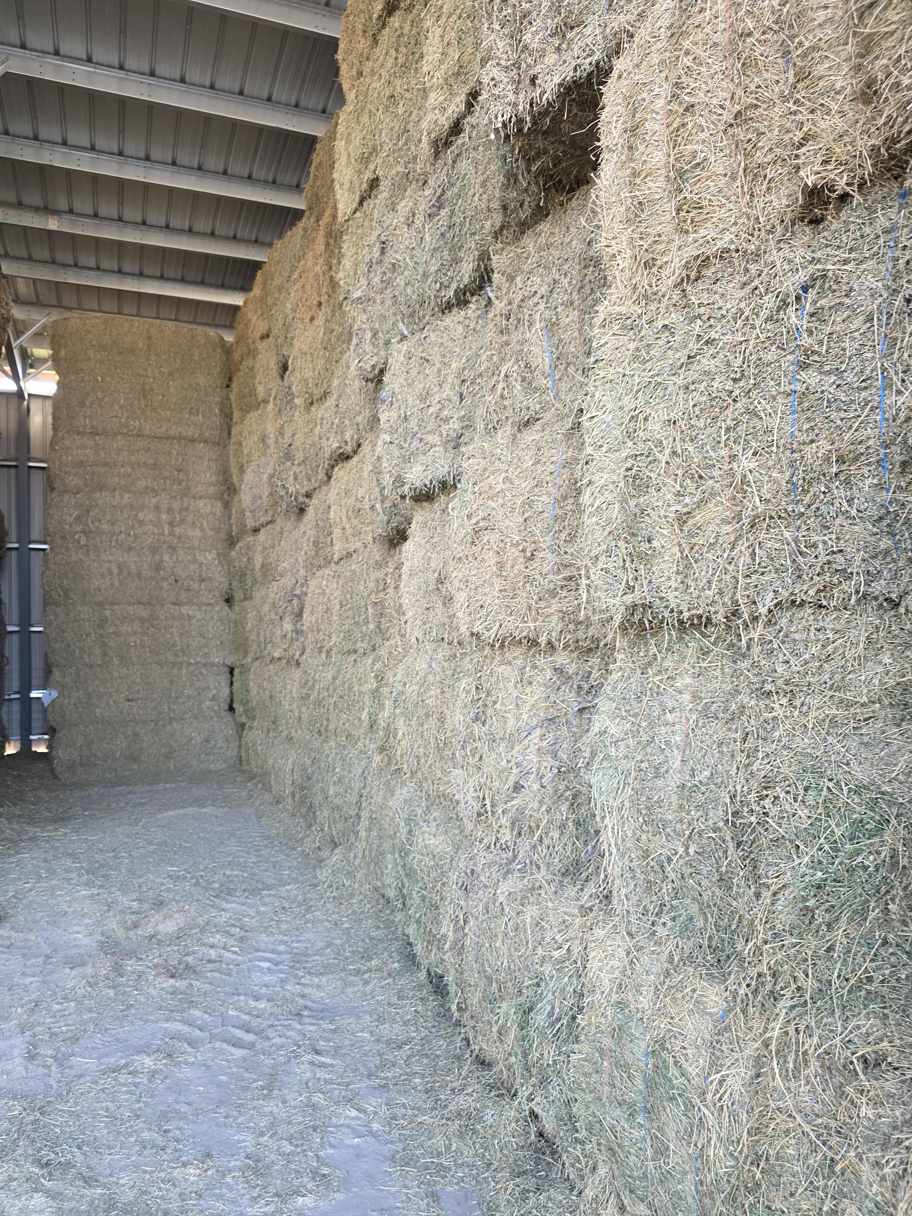 213 3 x 4 Large Square Alfalfa – Image 3