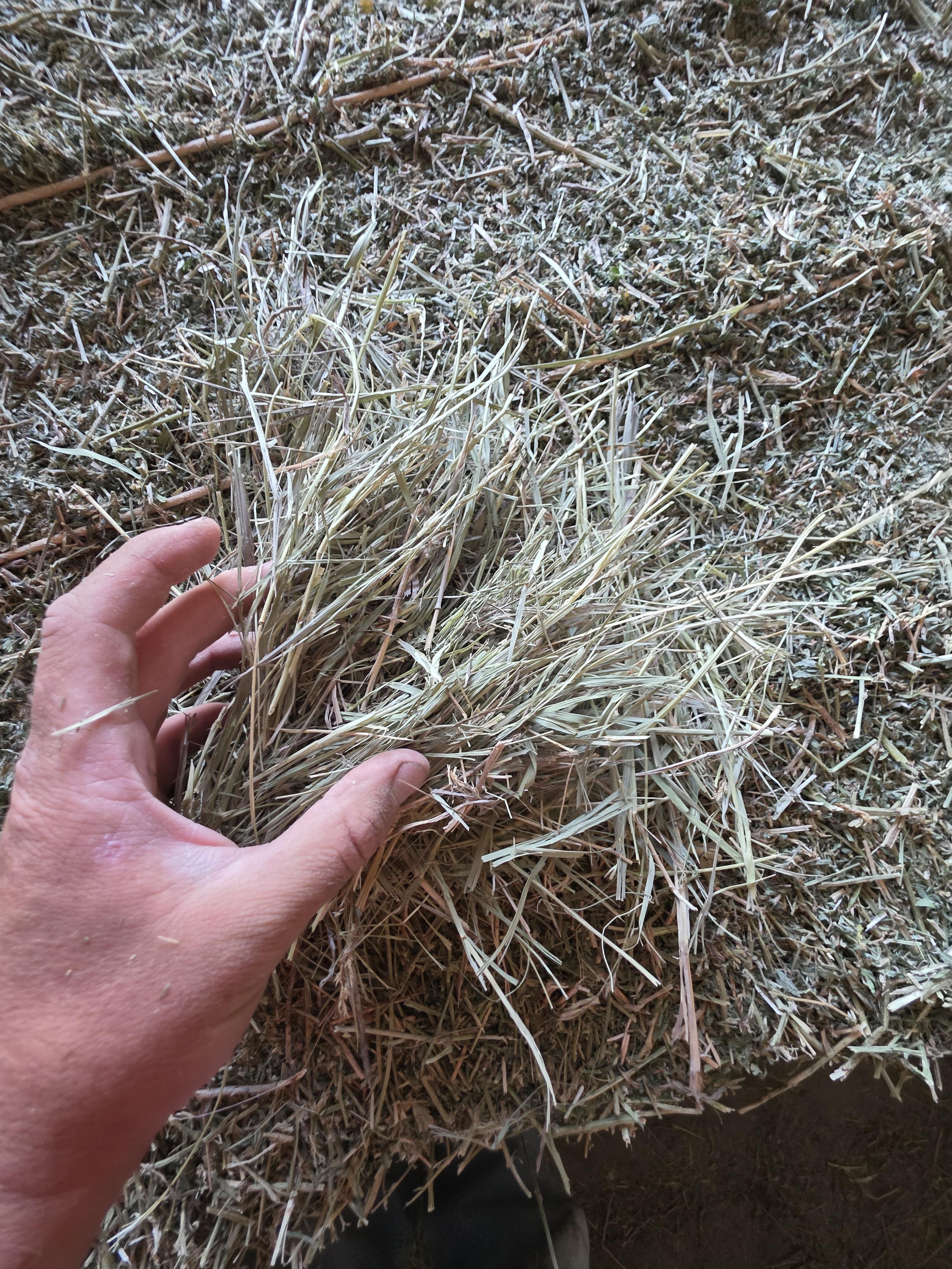 520 Small Square Bales of Alfalfa/Grass Mix – Image 6