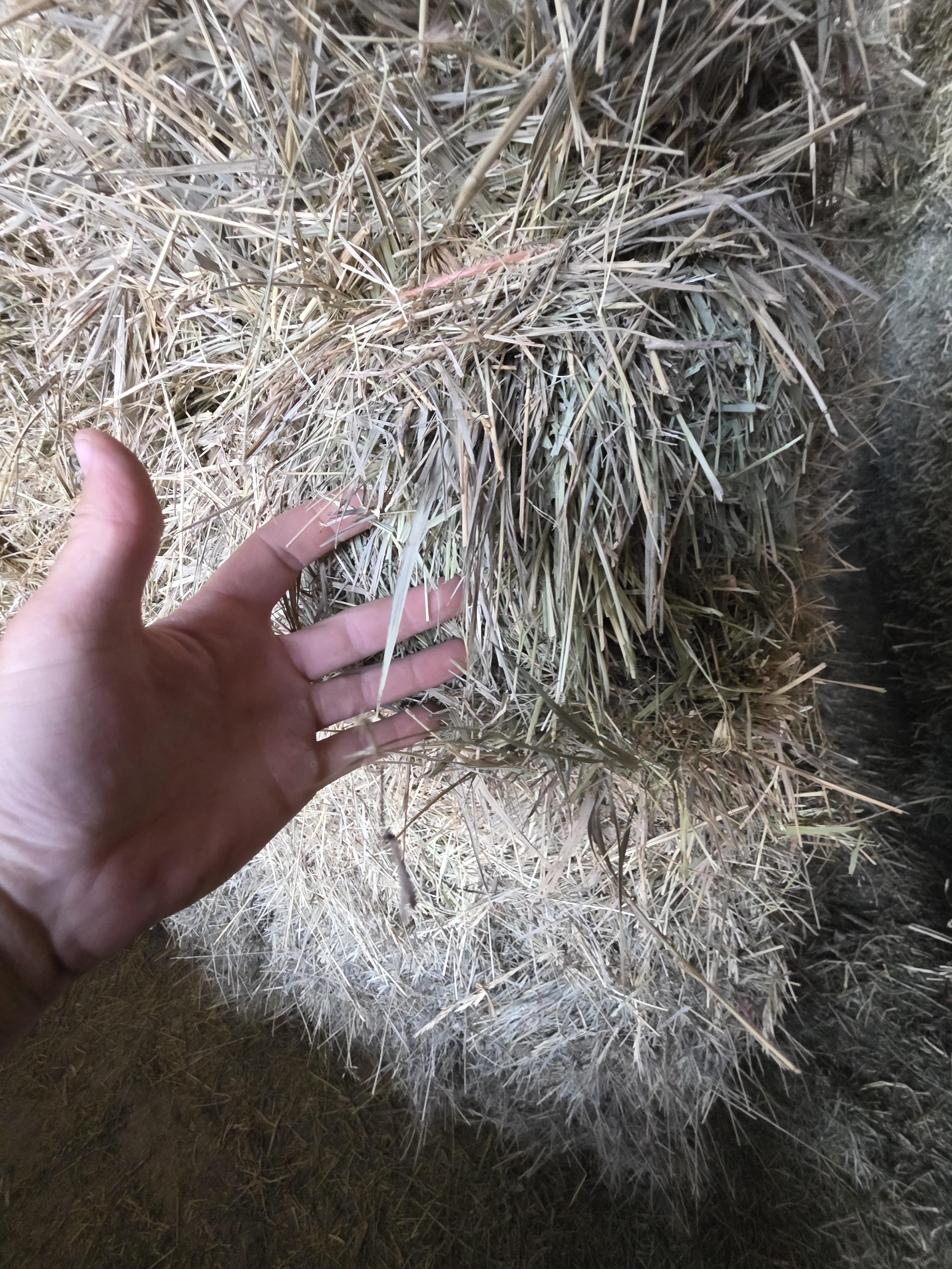 520 Small Square Bales of Alfalfa/Grass Mix – Image 2