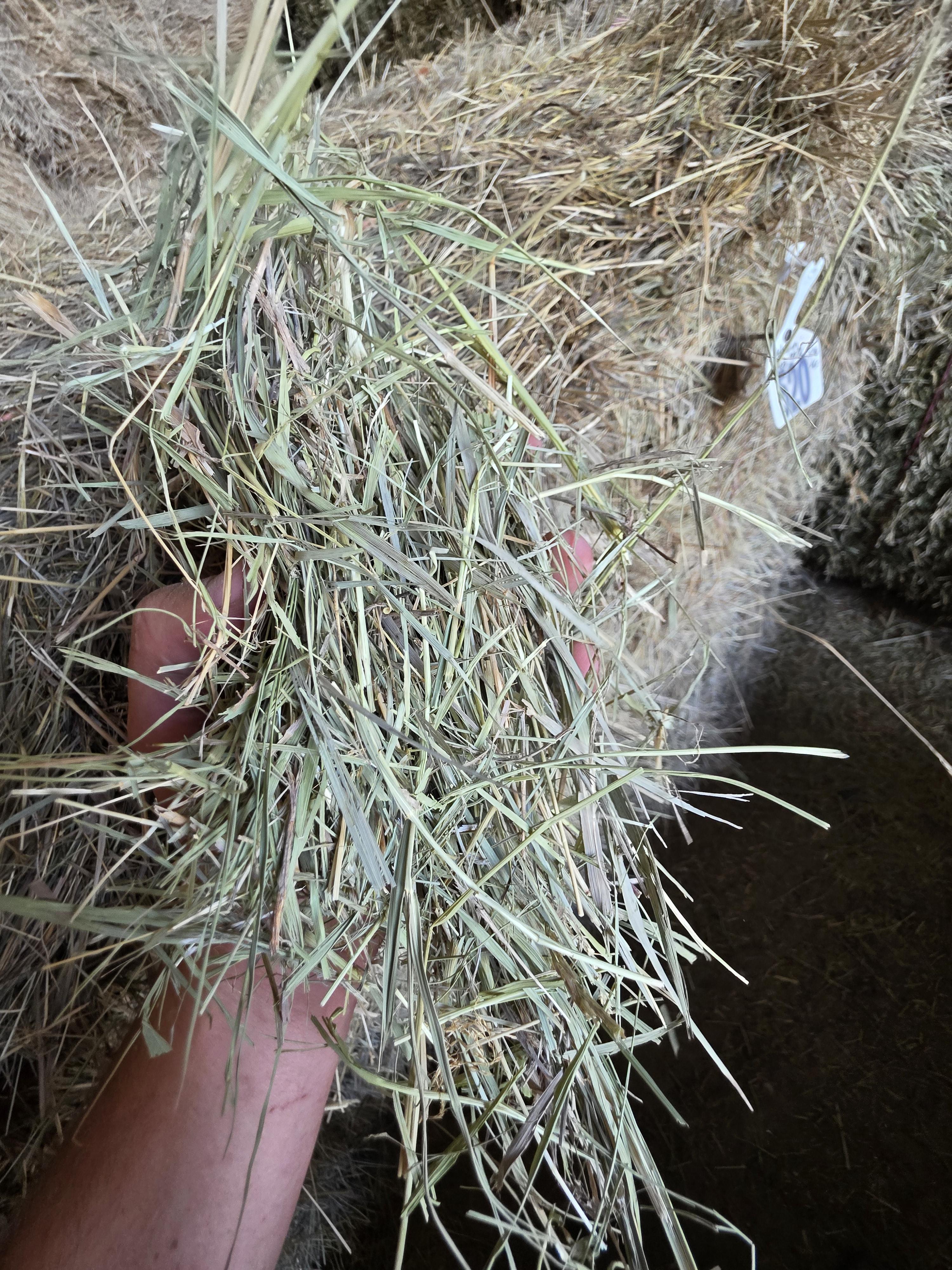 520 Small Square Bales of Alfalfa/Grass Mix – Image 4