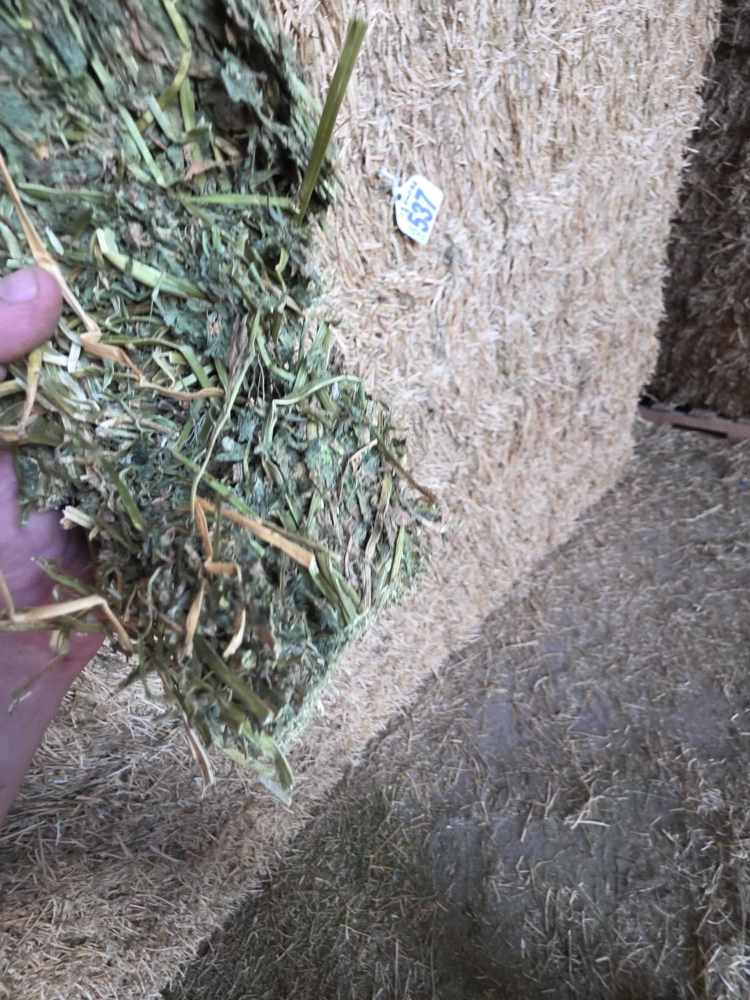 537 3 x 4 Large Squares Alfalfa – Image 6